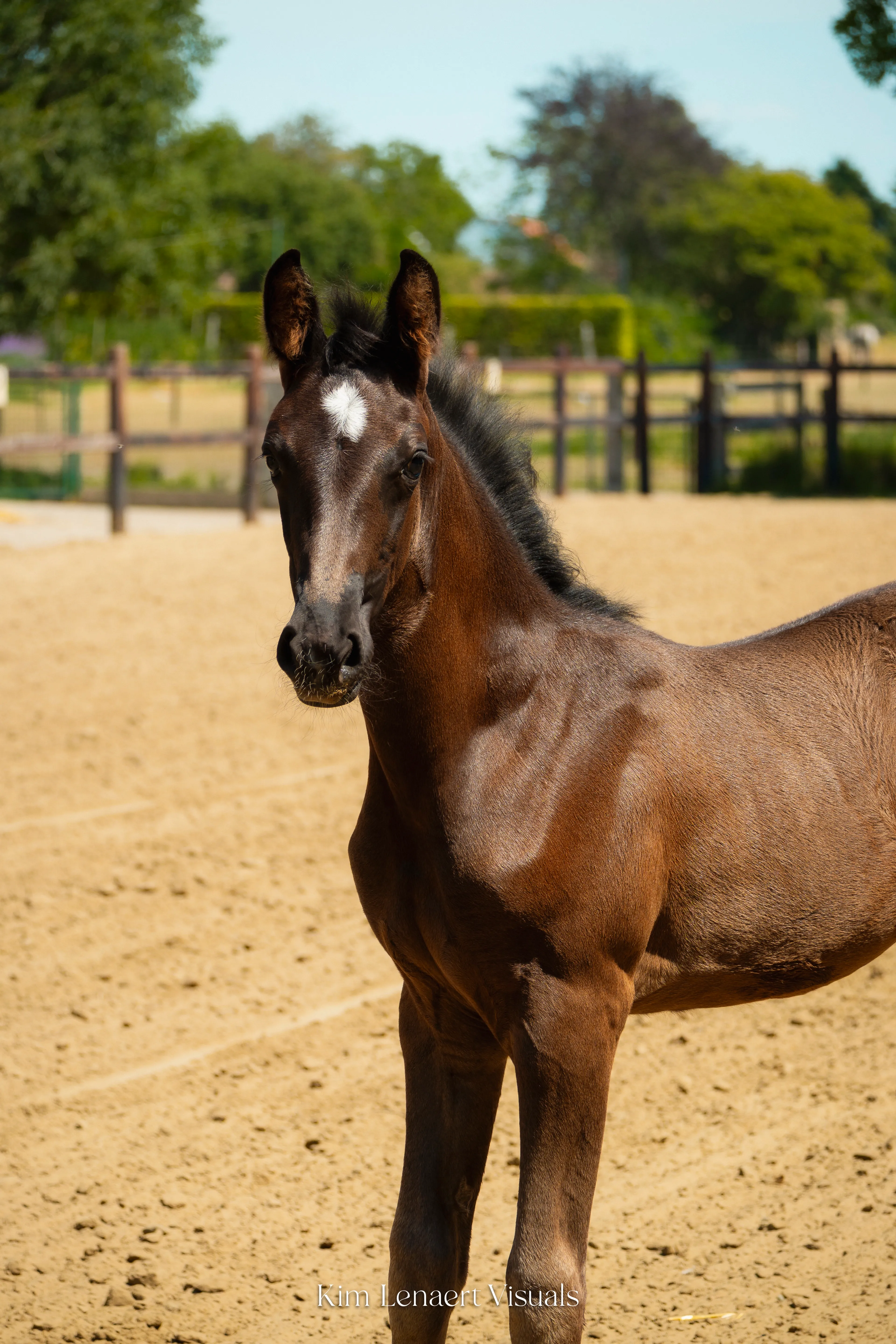 Donnalena vd Bleekvenhoeve (EXPECTATION PS x NEGRO) - Image 7