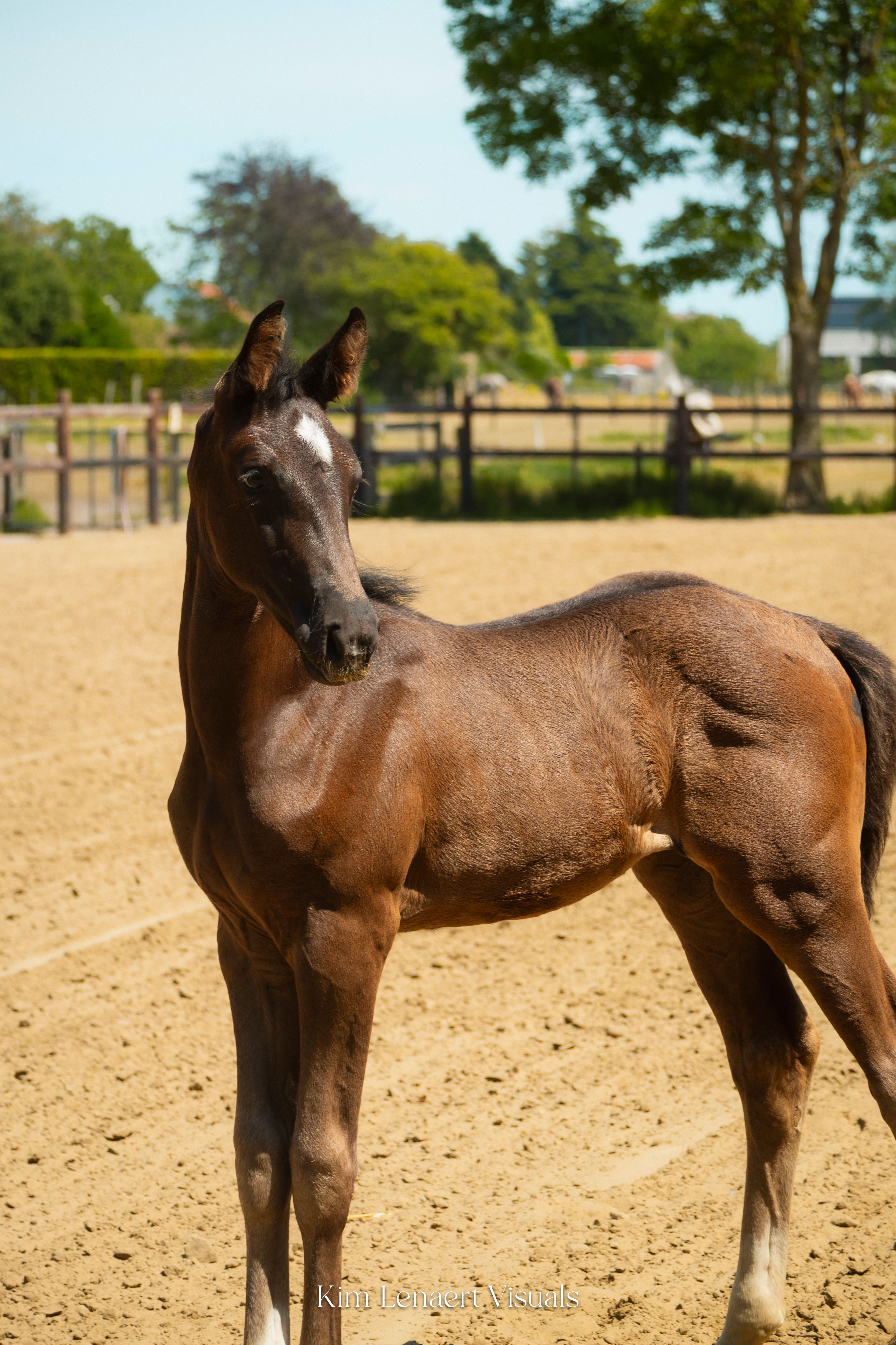 Donnalena vd Bleekvenhoeve (EXPECTATION PS x NEGRO) - Image 10