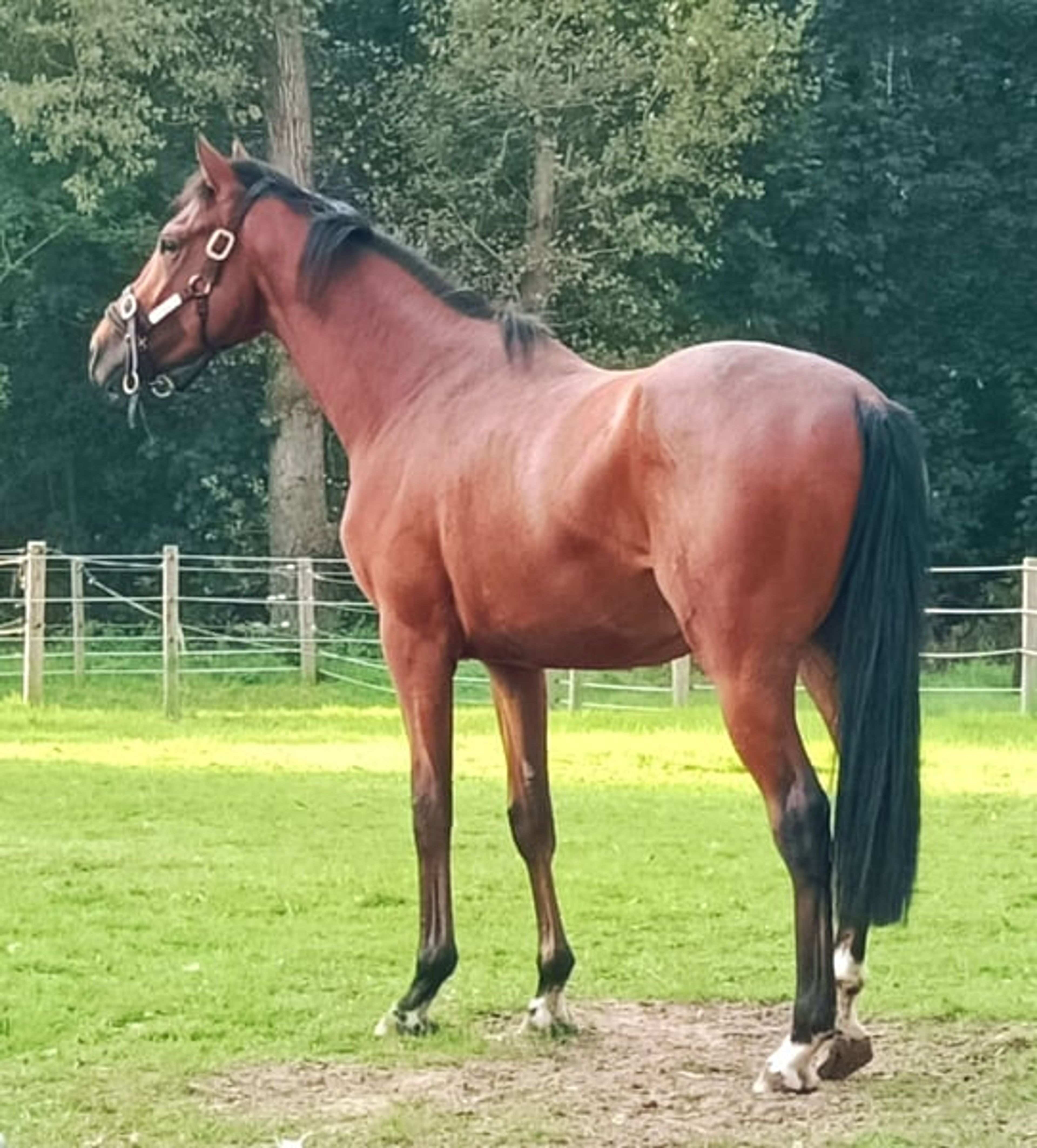 3-year-old Best Solution gelding, confident with a strong fighting spirit