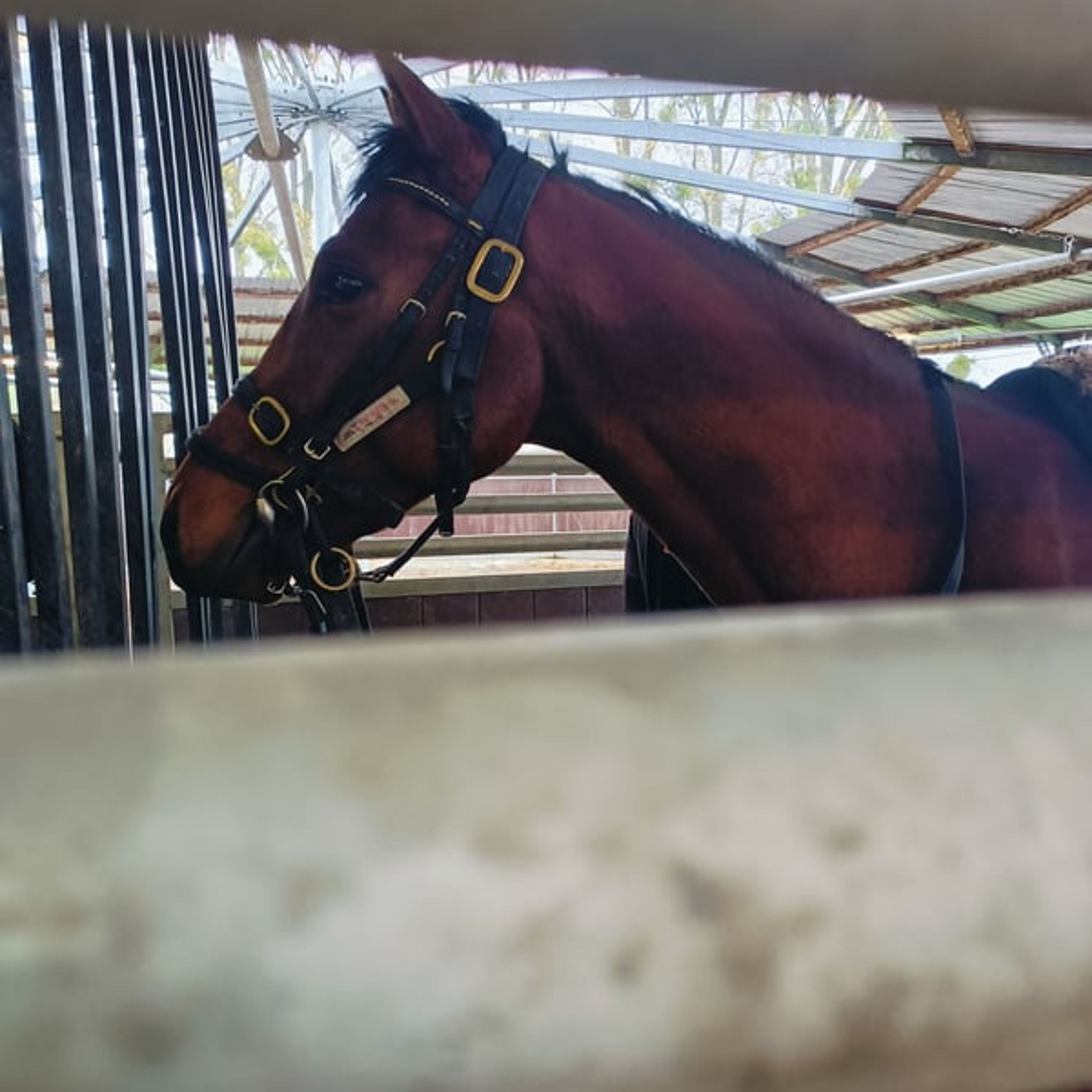 3-year-old Best Solution gelding, confident with a strong fighting spirit - Image 2