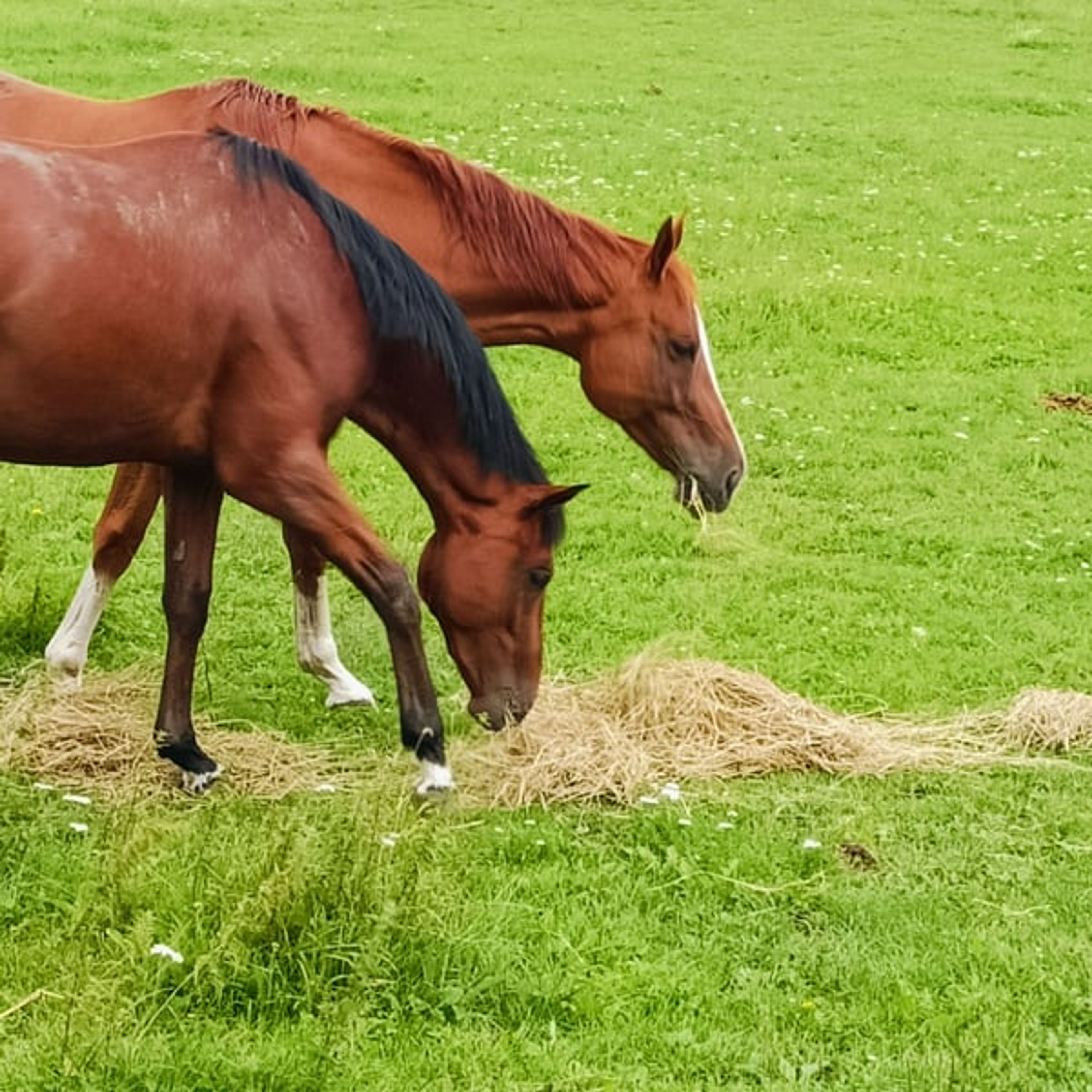 3-year-old Best Solution gelding, confident with a strong fighting spirit - Image 3