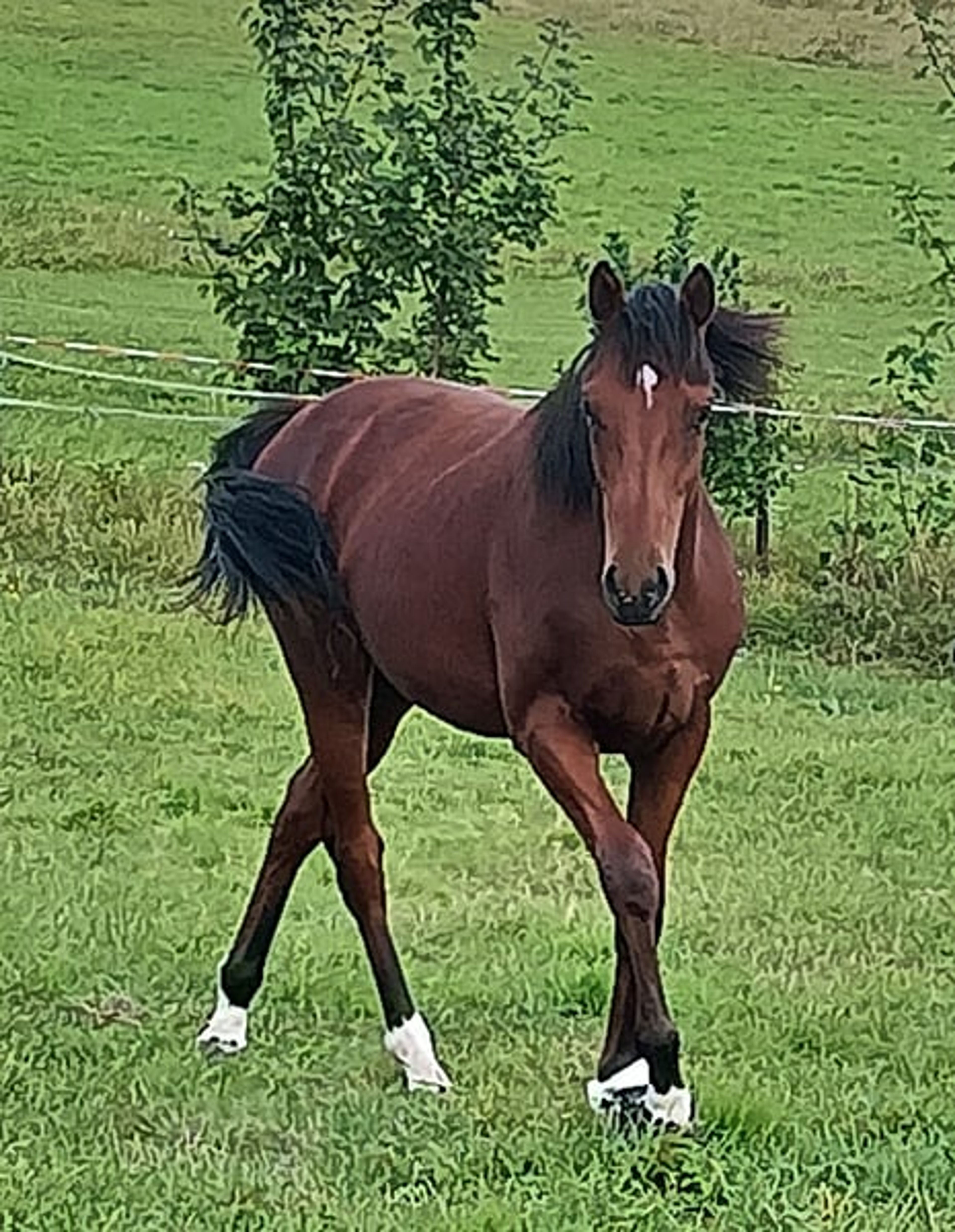 3-year-old Best Solution gelding, confident with a strong fighting spirit - Image 4