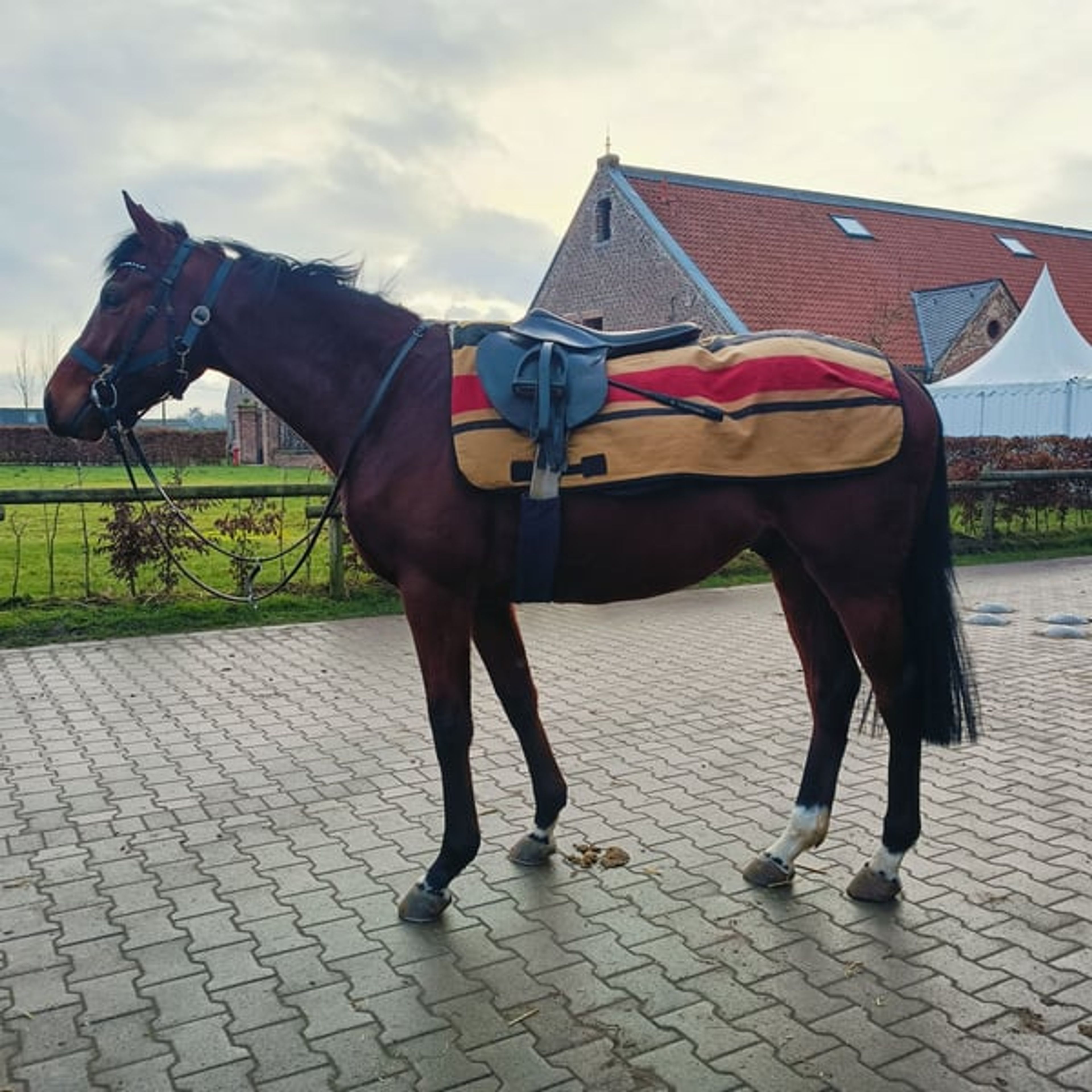 3-year-old Best Solution gelding, confident with a strong fighting spirit - Image 5