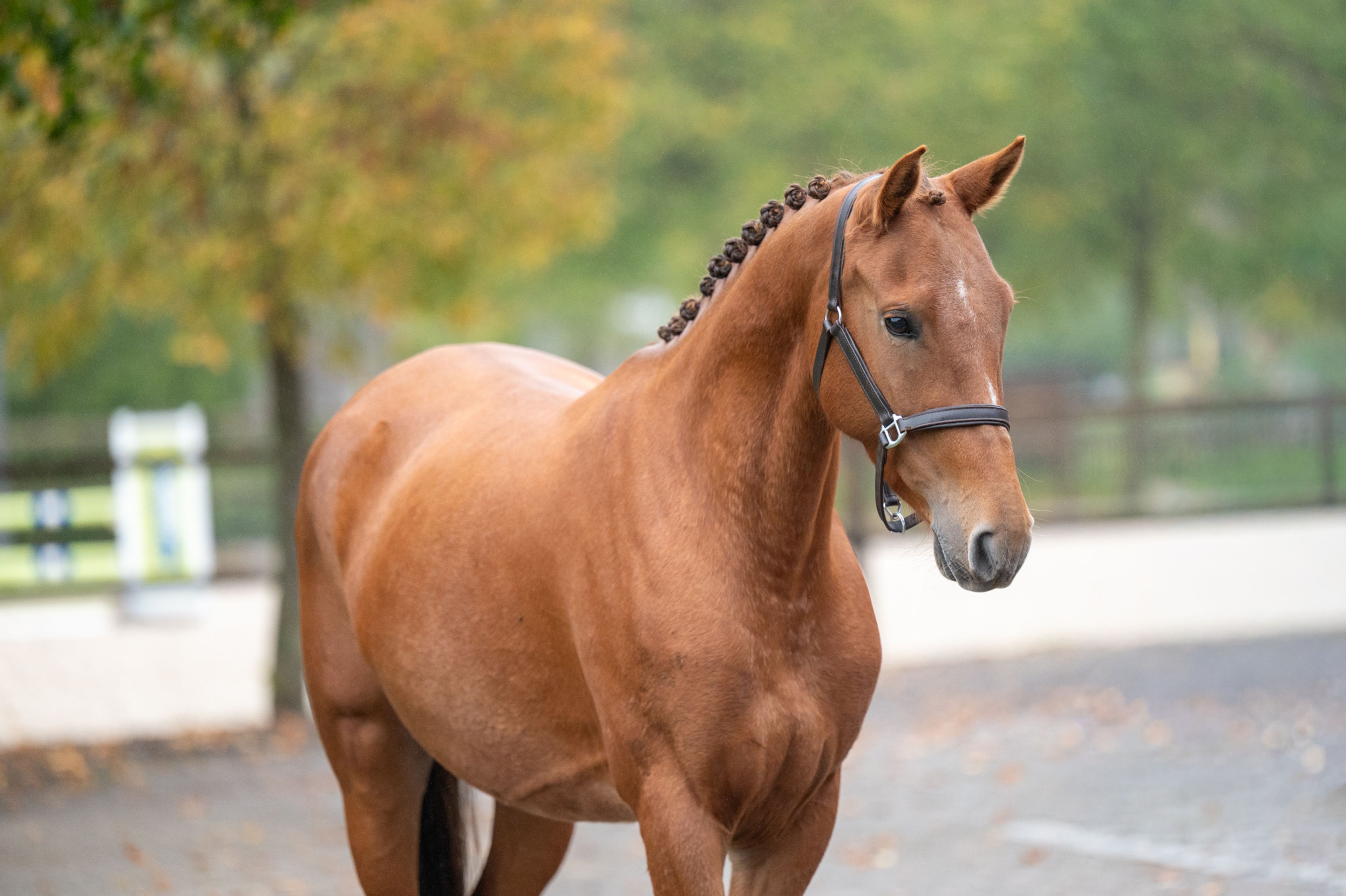 Chica ter Elzen (KONQUISTADOR VAN ORCHID'S x KANTJE'S FAHRAN) - Image 1