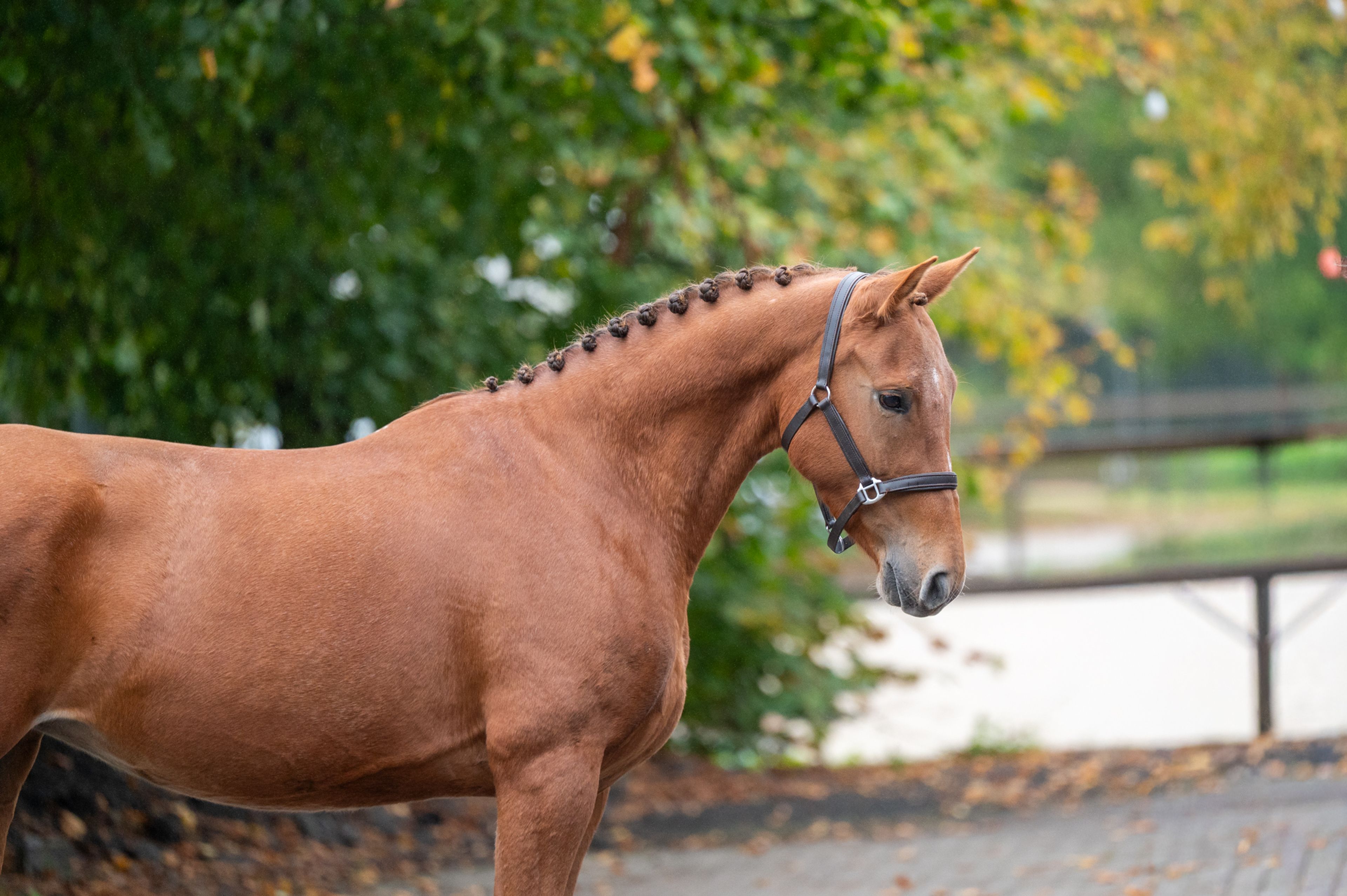 Chica ter Elzen (KONQUISTADOR VAN ORCHID'S x KANTJE'S FAHRAN) - Image 2