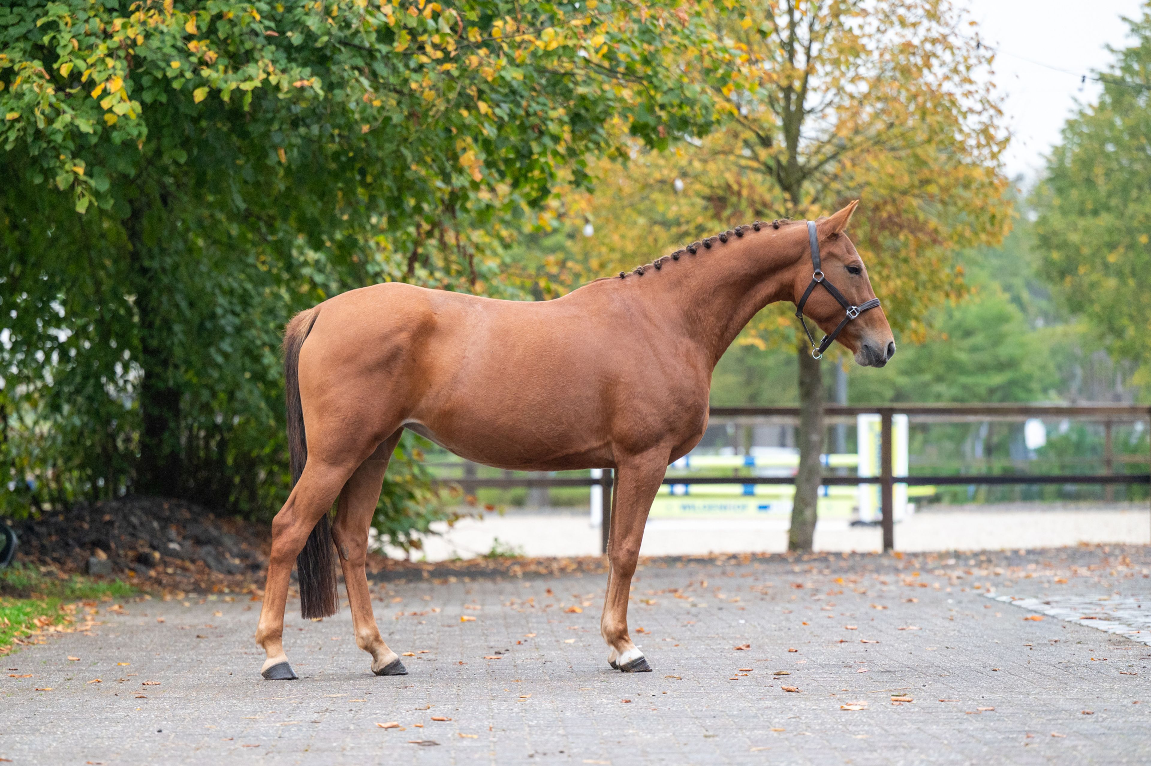 Chica ter Elzen (KONQUISTADOR VAN ORCHID'S x KANTJE'S FAHRAN) - Image 3