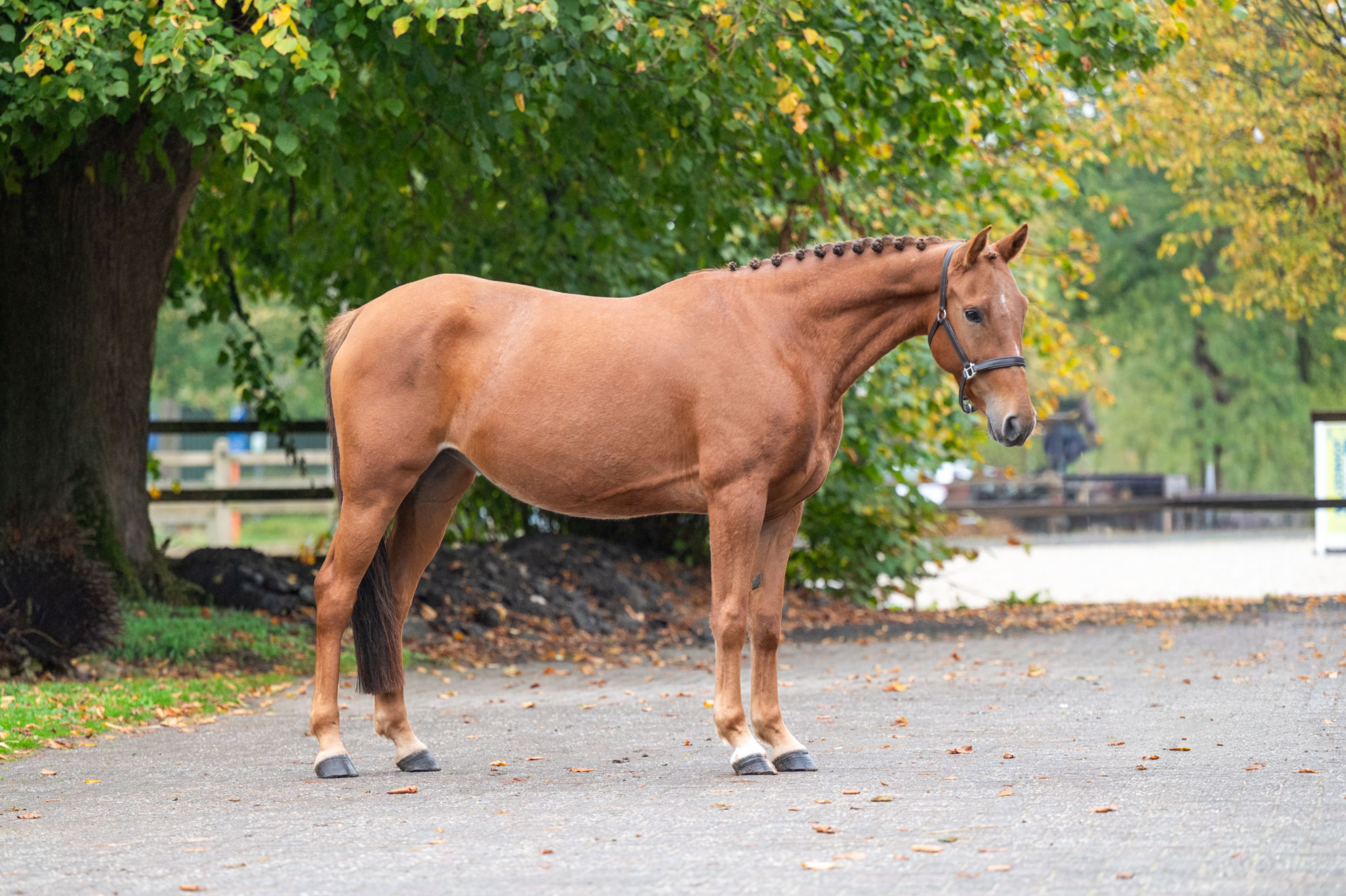 Chica ter Elzen (KONQUISTADOR VAN ORCHID'S x KANTJE'S FAHRAN) - Image 4