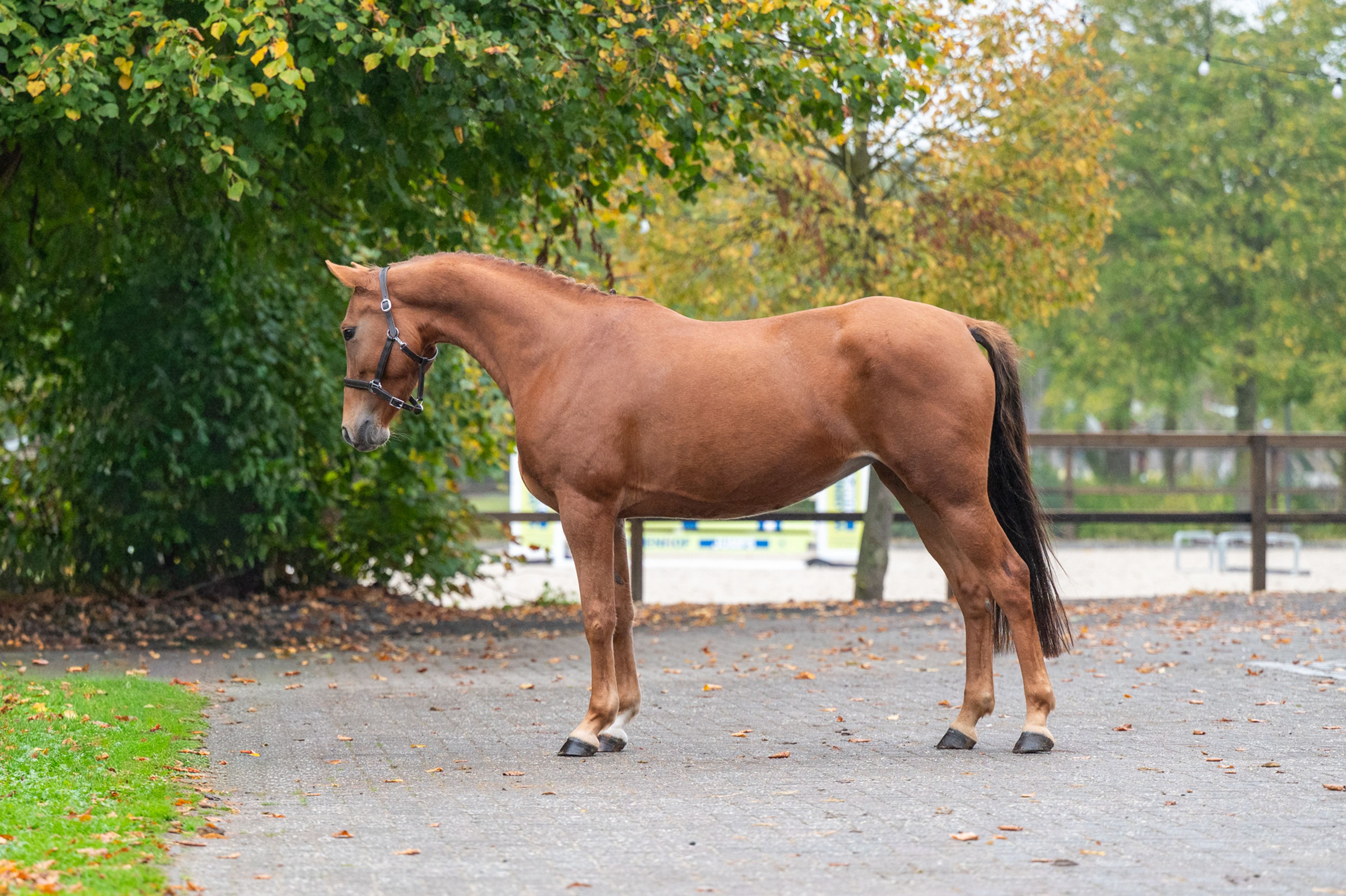 Chica ter Elzen (KONQUISTADOR VAN ORCHID'S x KANTJE'S FAHRAN) - Image 5