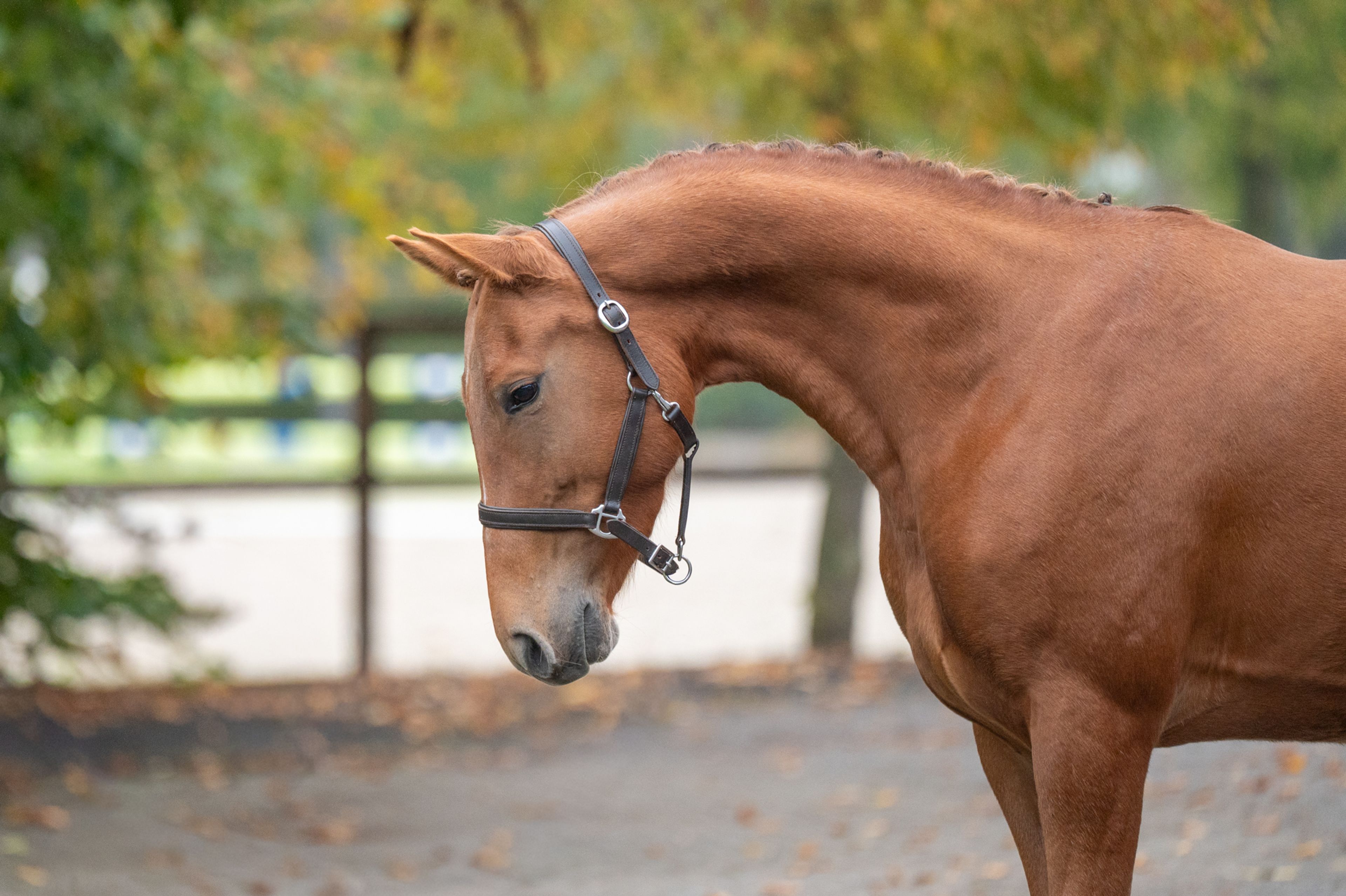 Chica ter Elzen (KONQUISTADOR VAN ORCHID'S x KANTJE'S FAHRAN) - Image 6