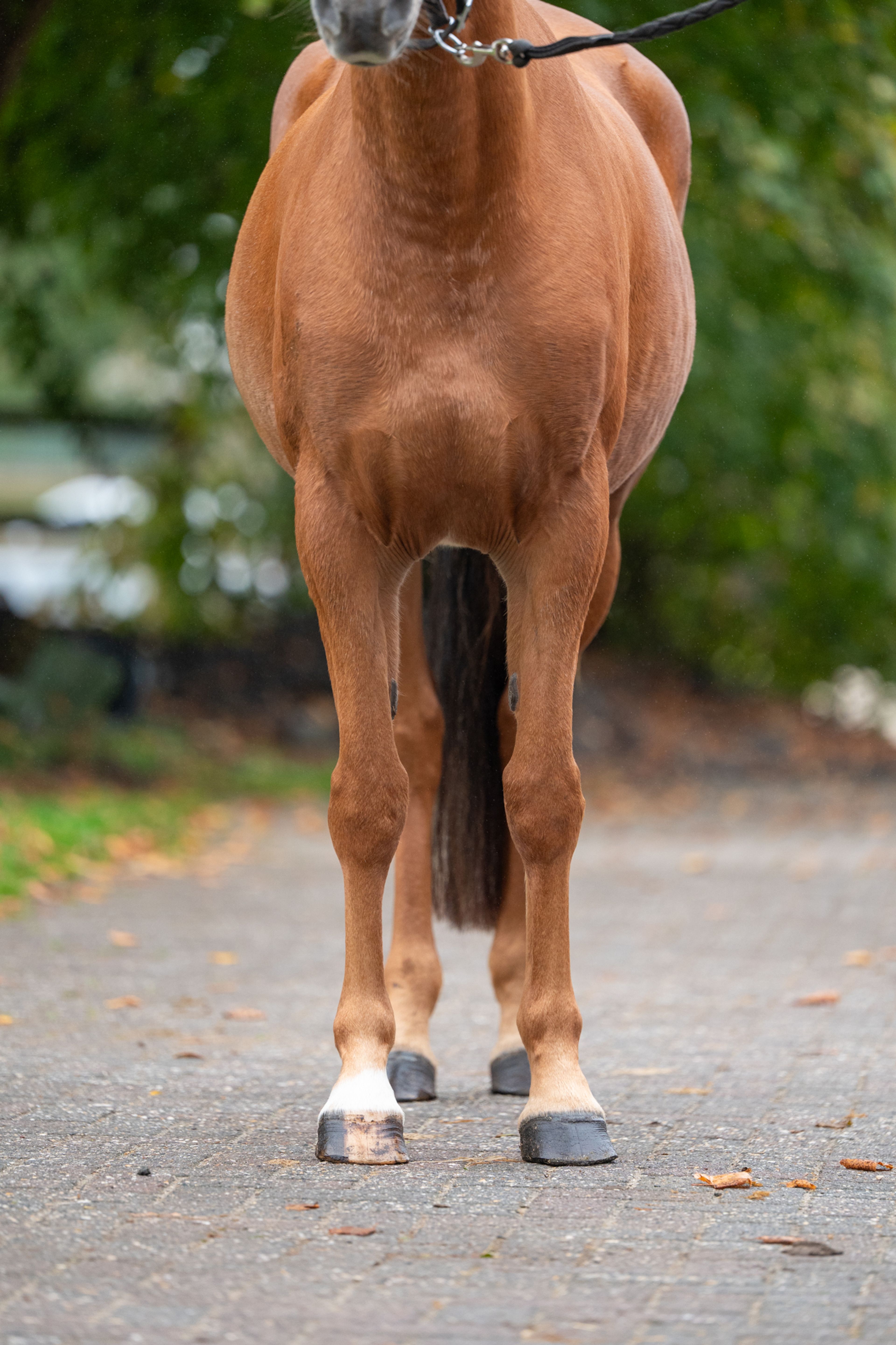 Chica ter Elzen (KONQUISTADOR VAN ORCHID'S x KANTJE'S FAHRAN) - Image 7