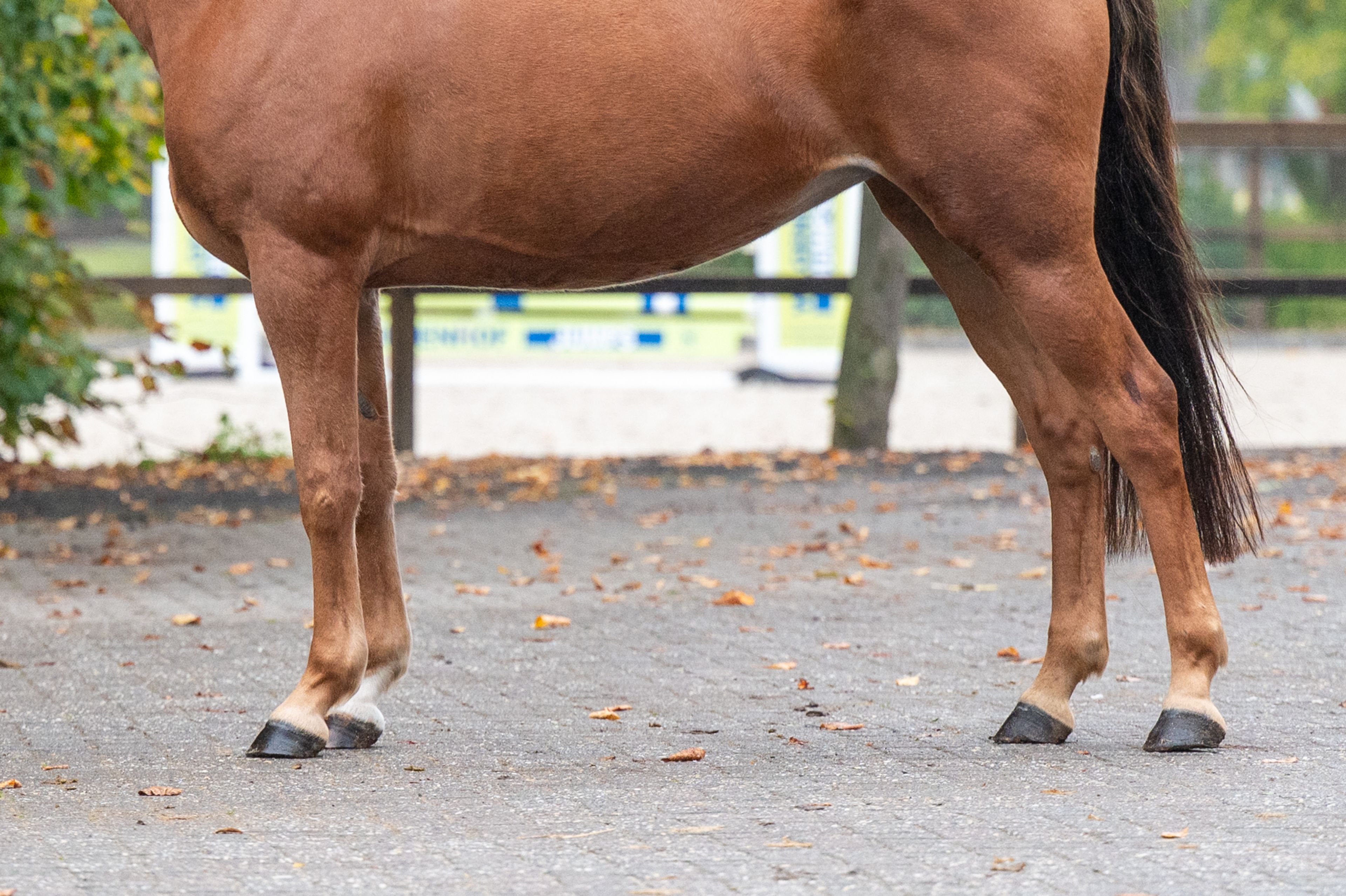 Chica ter Elzen (KONQUISTADOR VAN ORCHID'S x KANTJE'S FAHRAN) - Image 8