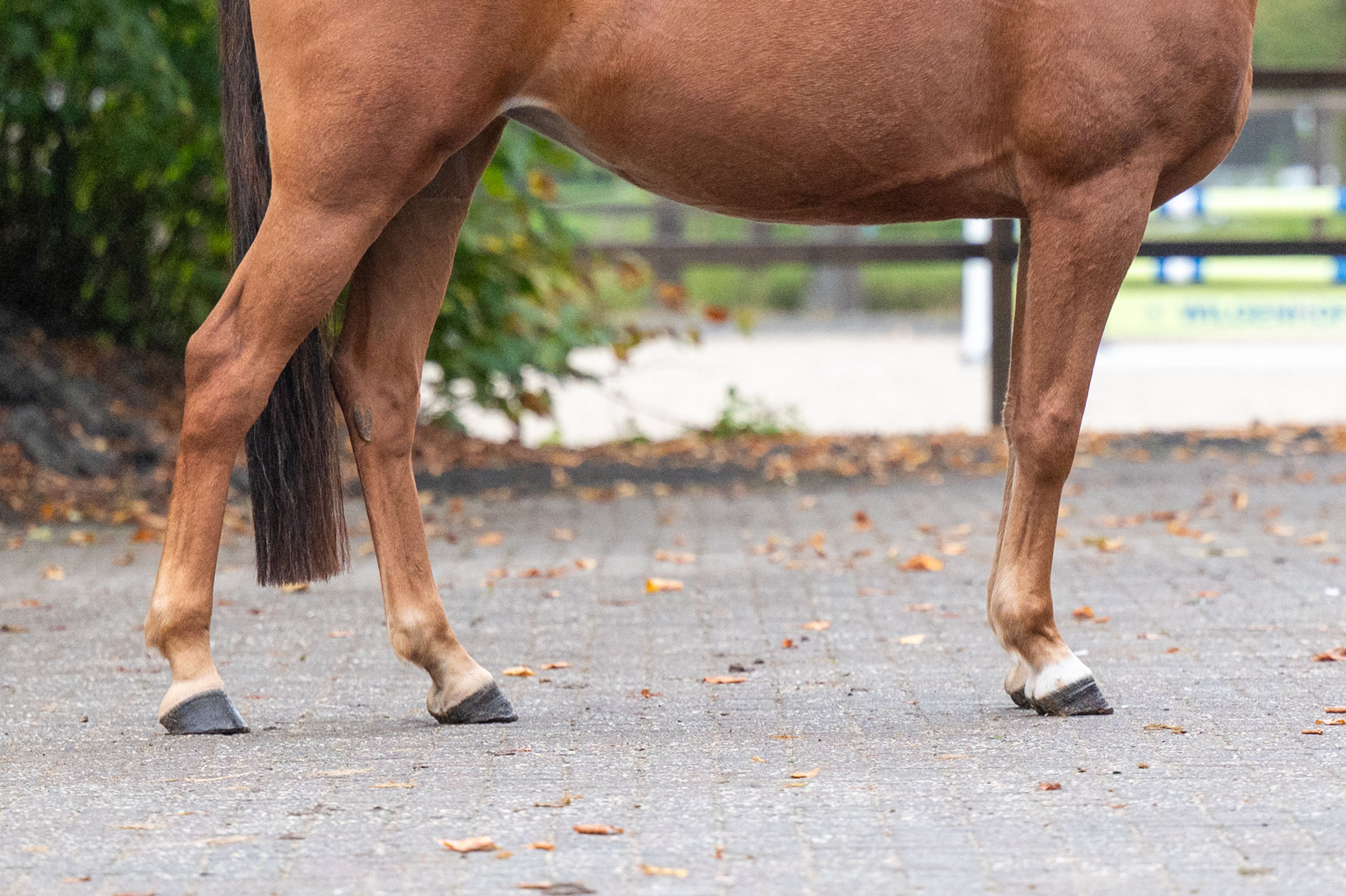 Chica ter Elzen (KONQUISTADOR VAN ORCHID'S x KANTJE'S FAHRAN) - Image 9