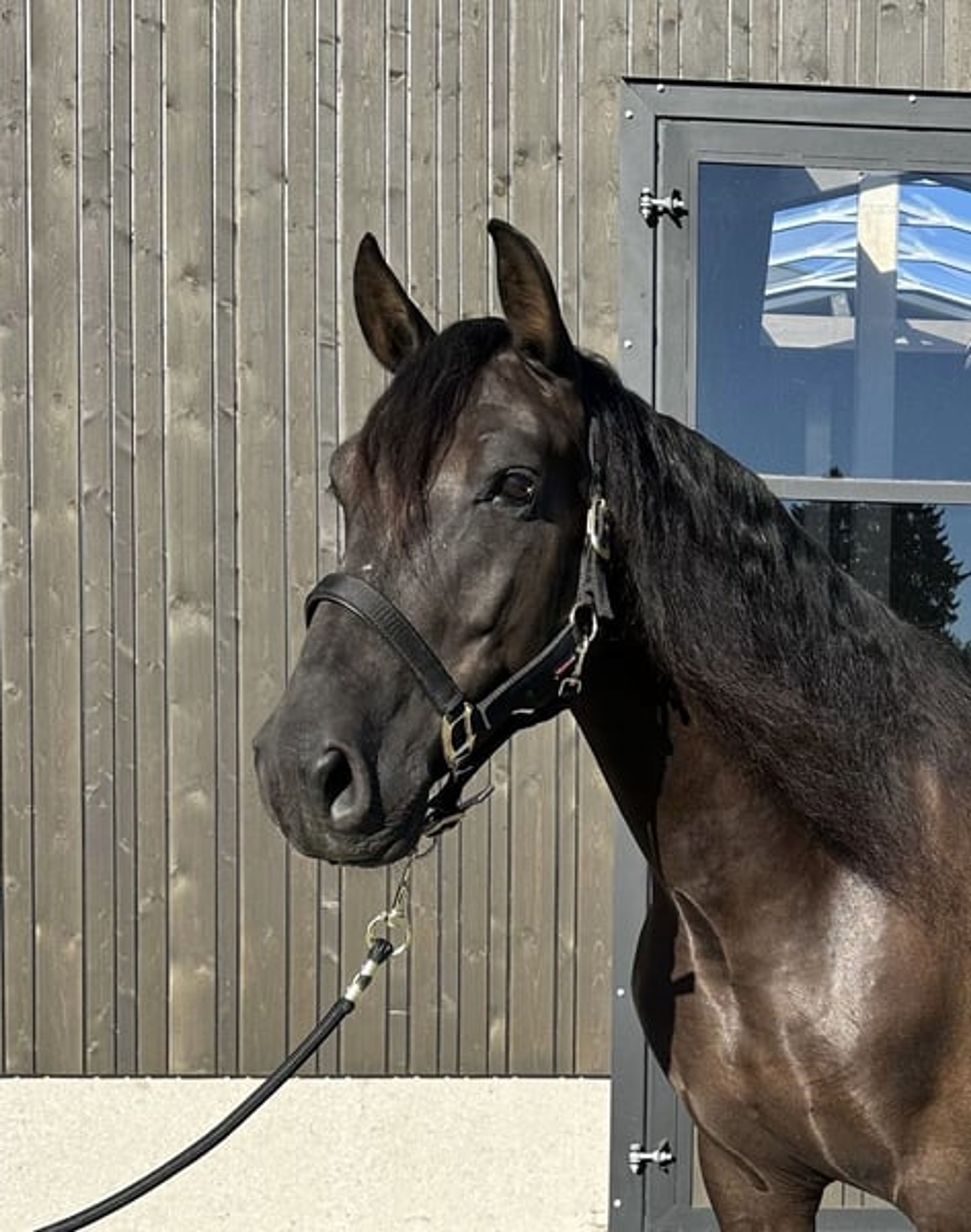Alegro V – PRE, gelding, 7 years old, dark bay - Image 1