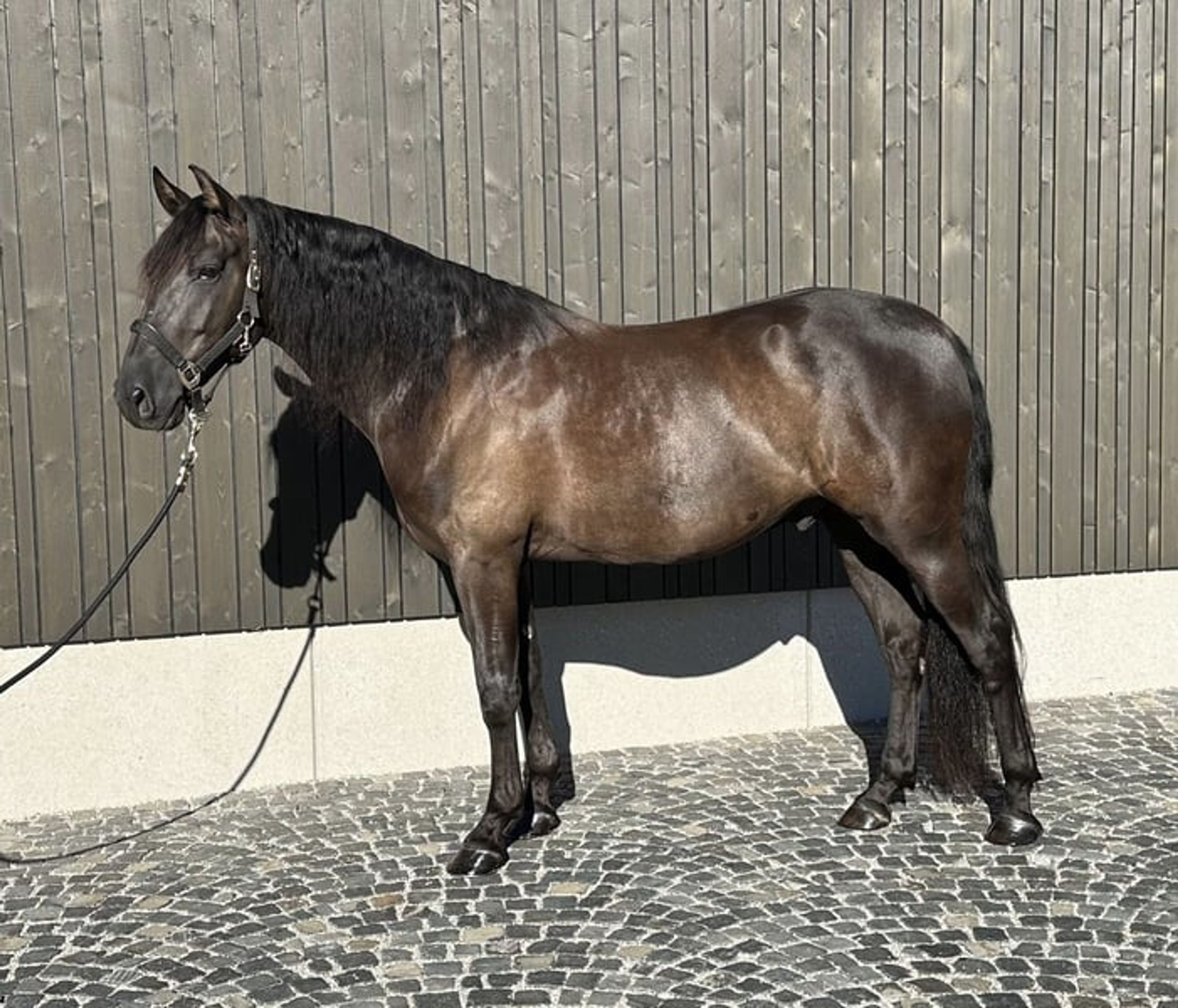 Alegro V – PRE, gelding, 7 years old, dark bay - Image 2