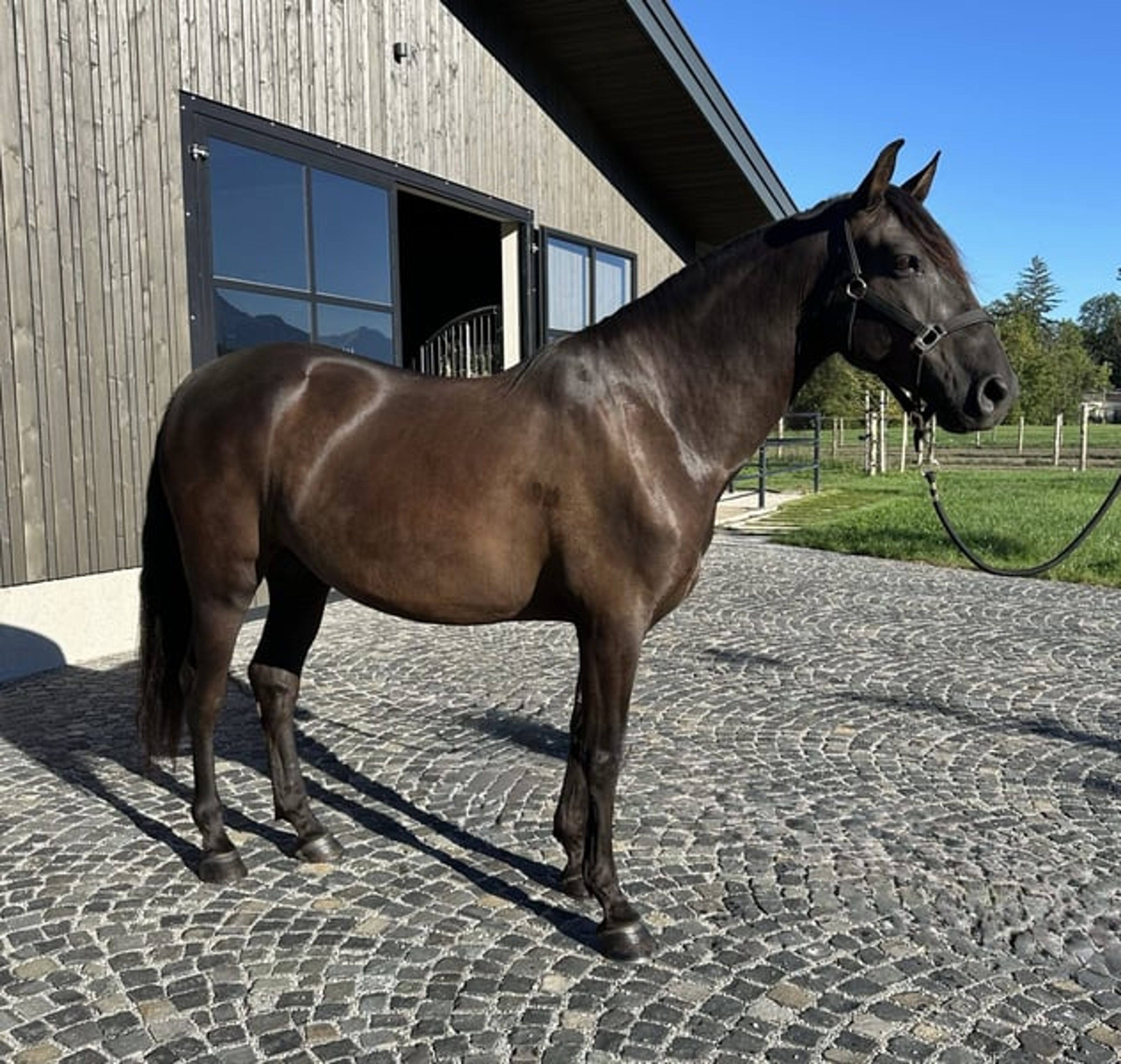 Alegro V – PRE, gelding, 7 years old, dark bay - Image 3