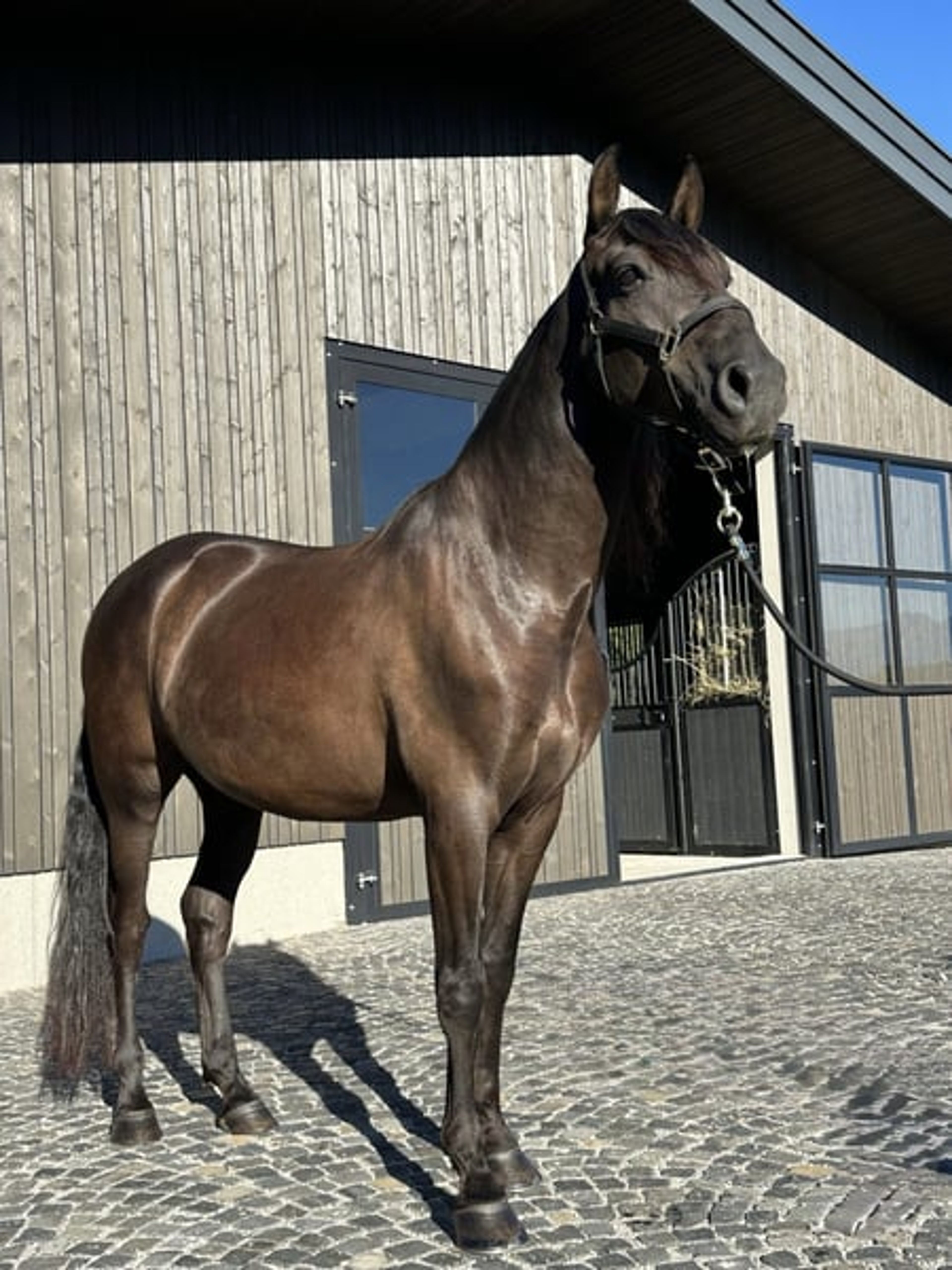 Alegro V – PRE, gelding, 7 years old, dark bay - Image 4