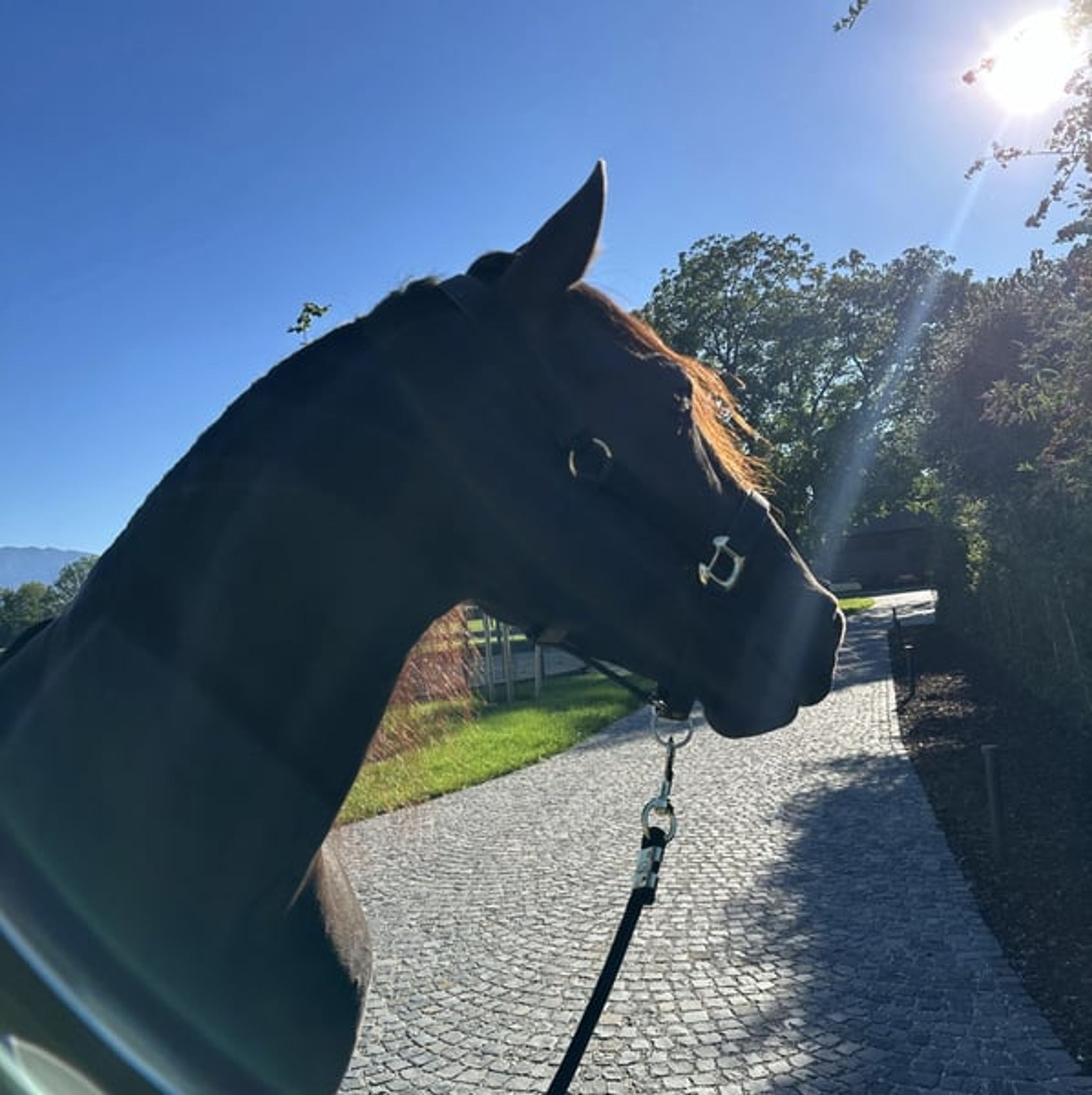 Alegro V – PRE, gelding, 7 years old, dark bay - Image 5