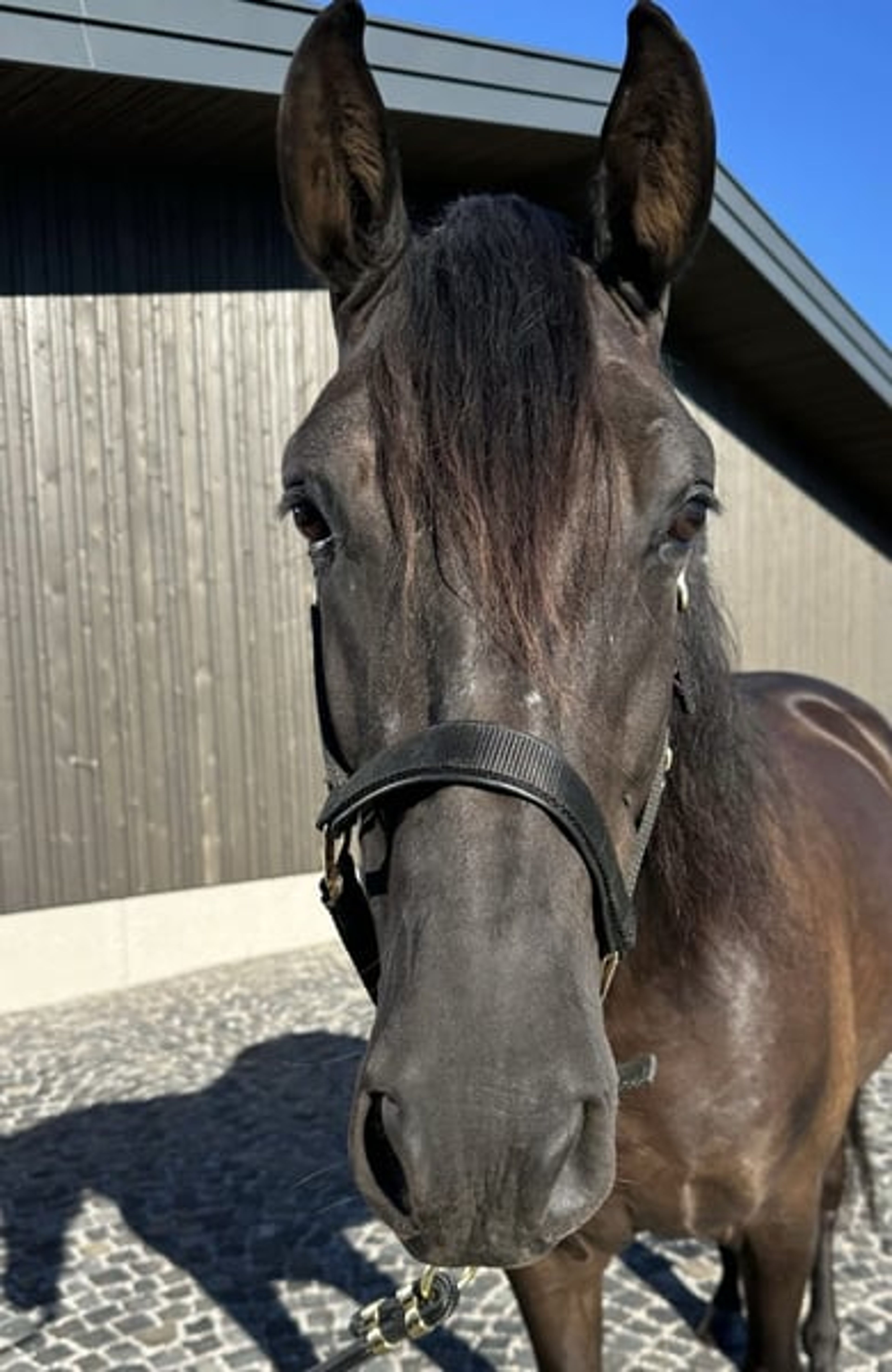 Alegro V – PRE, gelding, 7 years old, dark bay - Image 6
