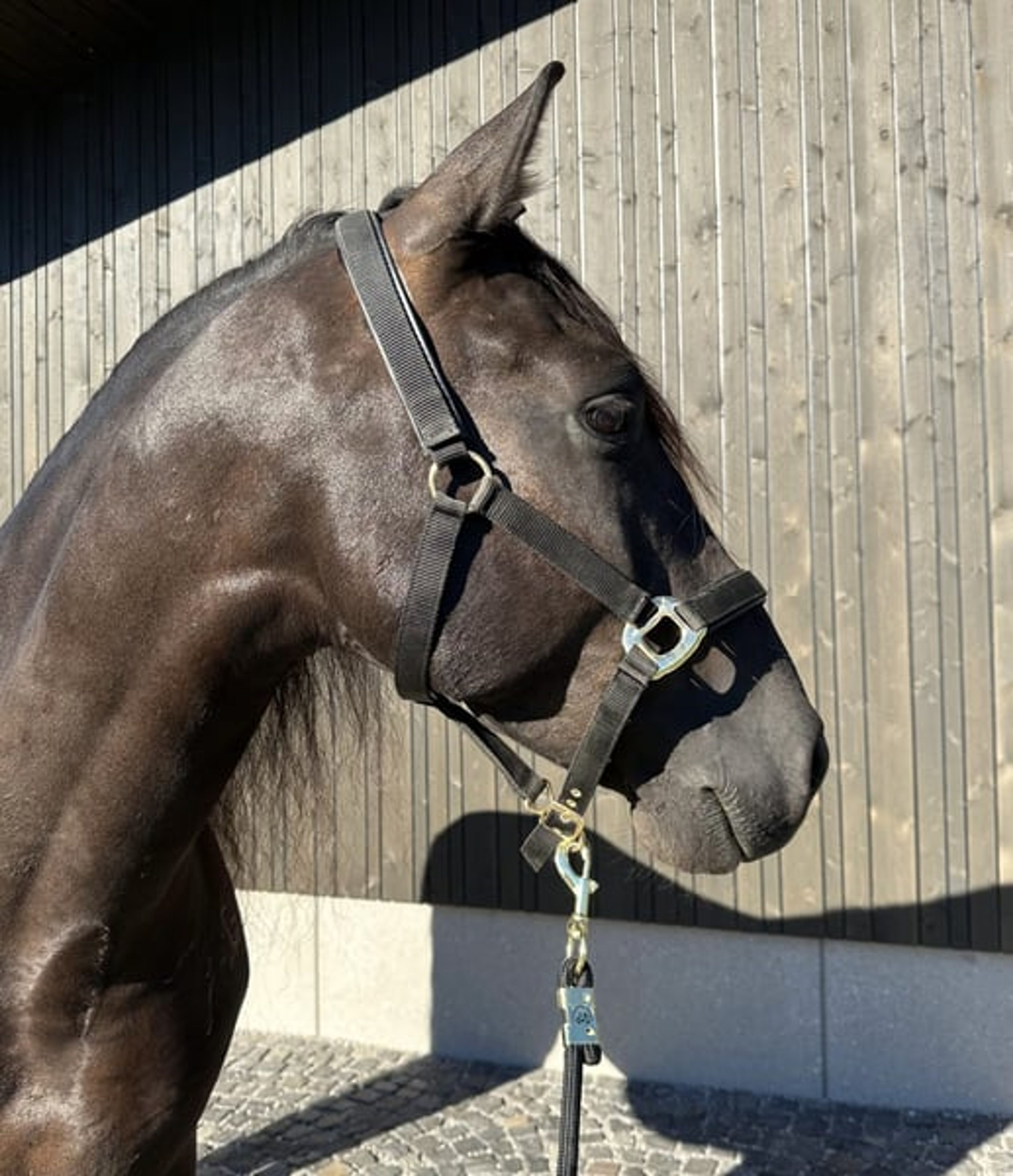 Alegro V – PRE, gelding, 7 years old, dark bay - Image 7