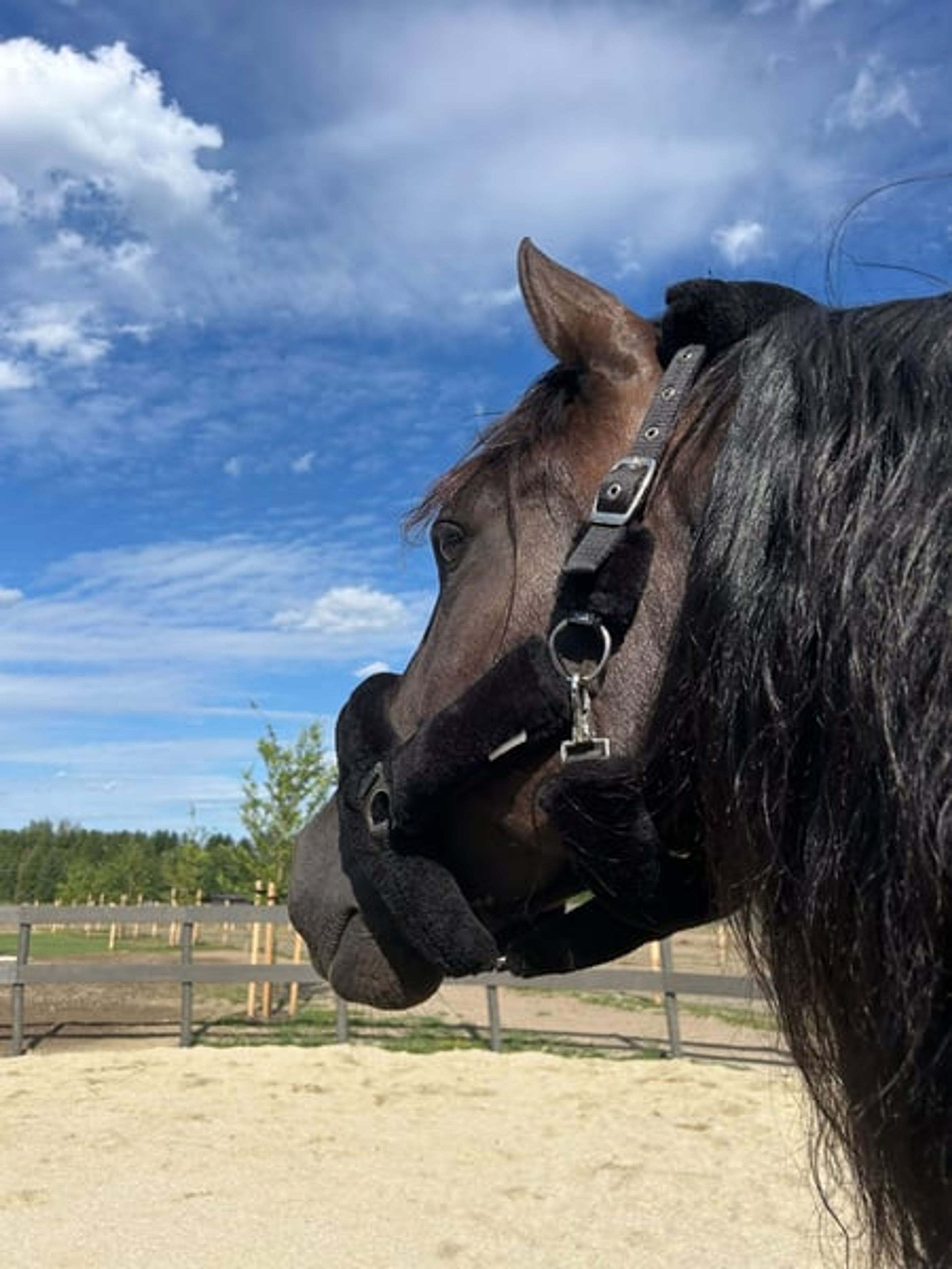 Alegro V – PRE, gelding, 7 years old, dark bay - Image 8