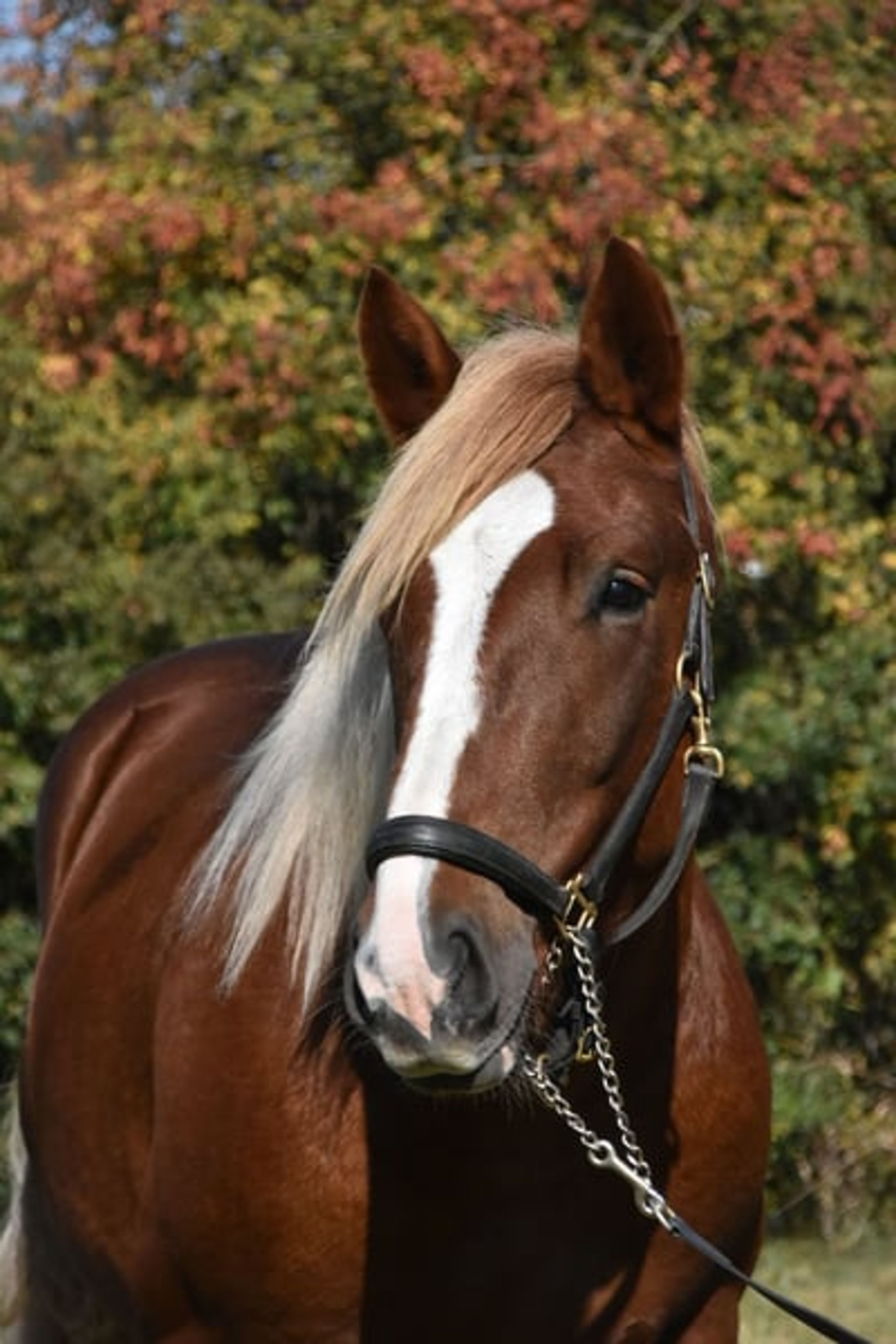 Leisure horse, young prospect, South German Coldblood, stallion