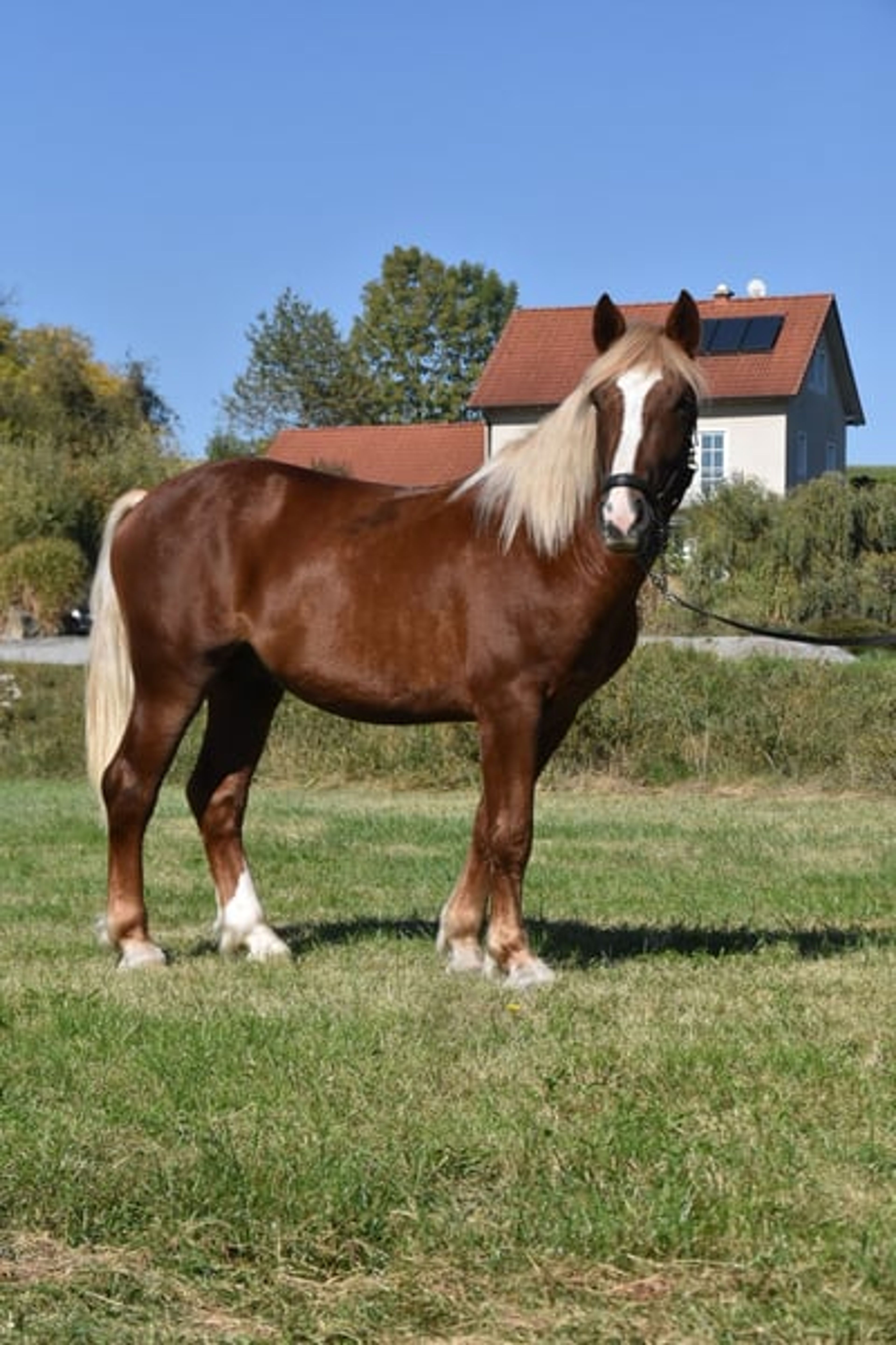 Leisure horse, young prospect, South German Coldblood, stallion - Image 2
