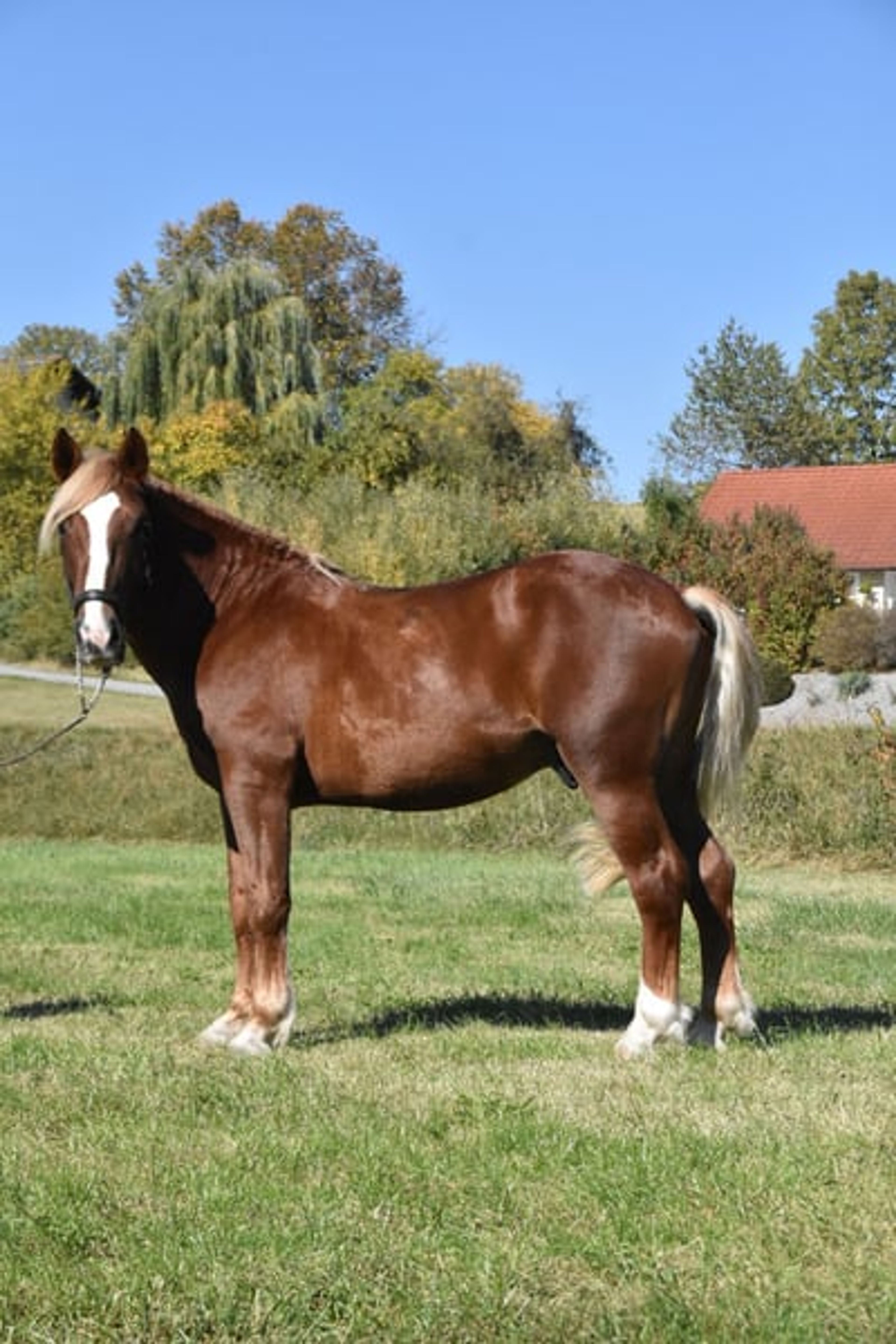 Leisure horse, young prospect, South German Coldblood, stallion - Image 3