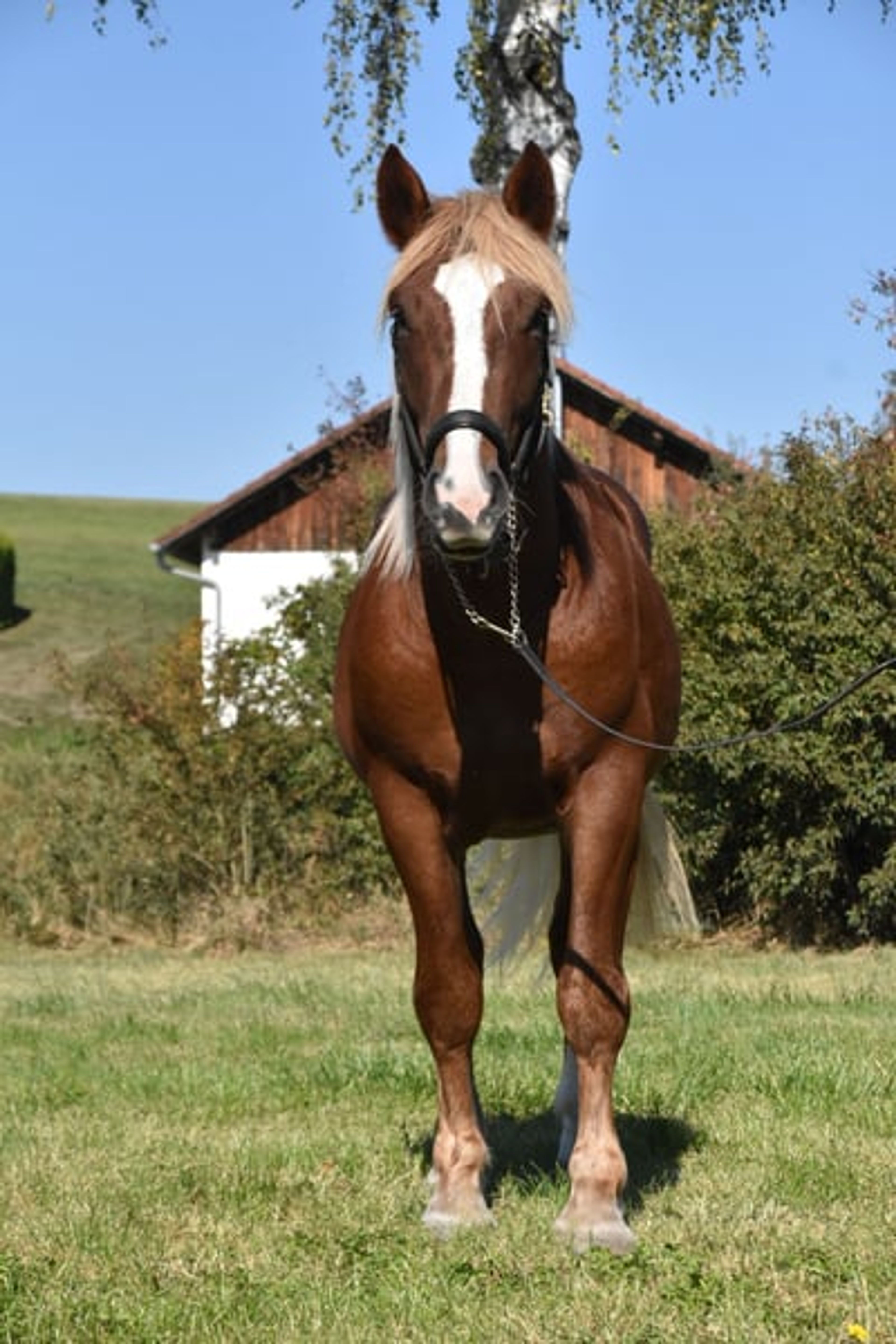 Leisure horse, young prospect, South German Coldblood, stallion - Image 4