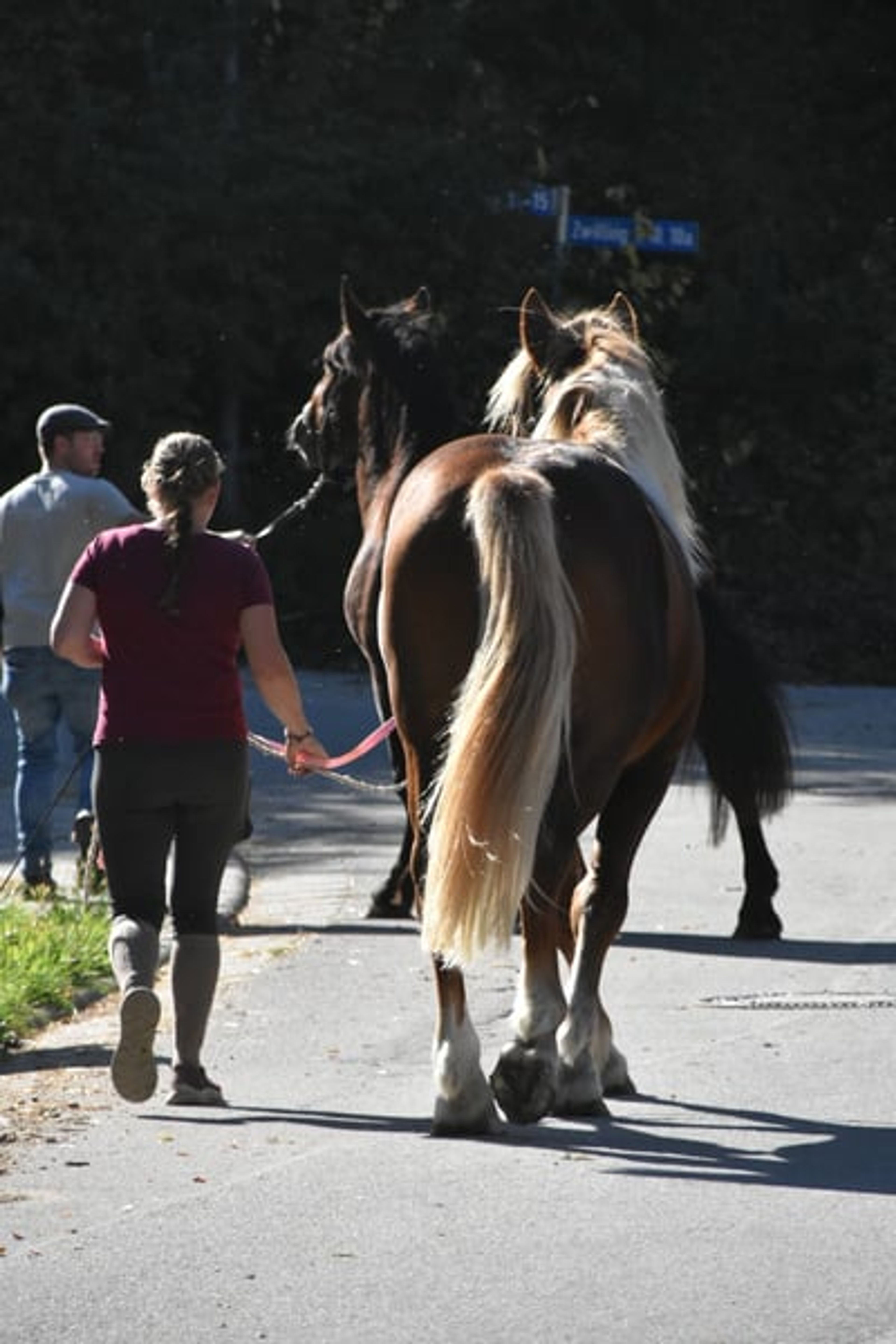 Leisure horse, young prospect, South German Coldblood, stallion - Image 5