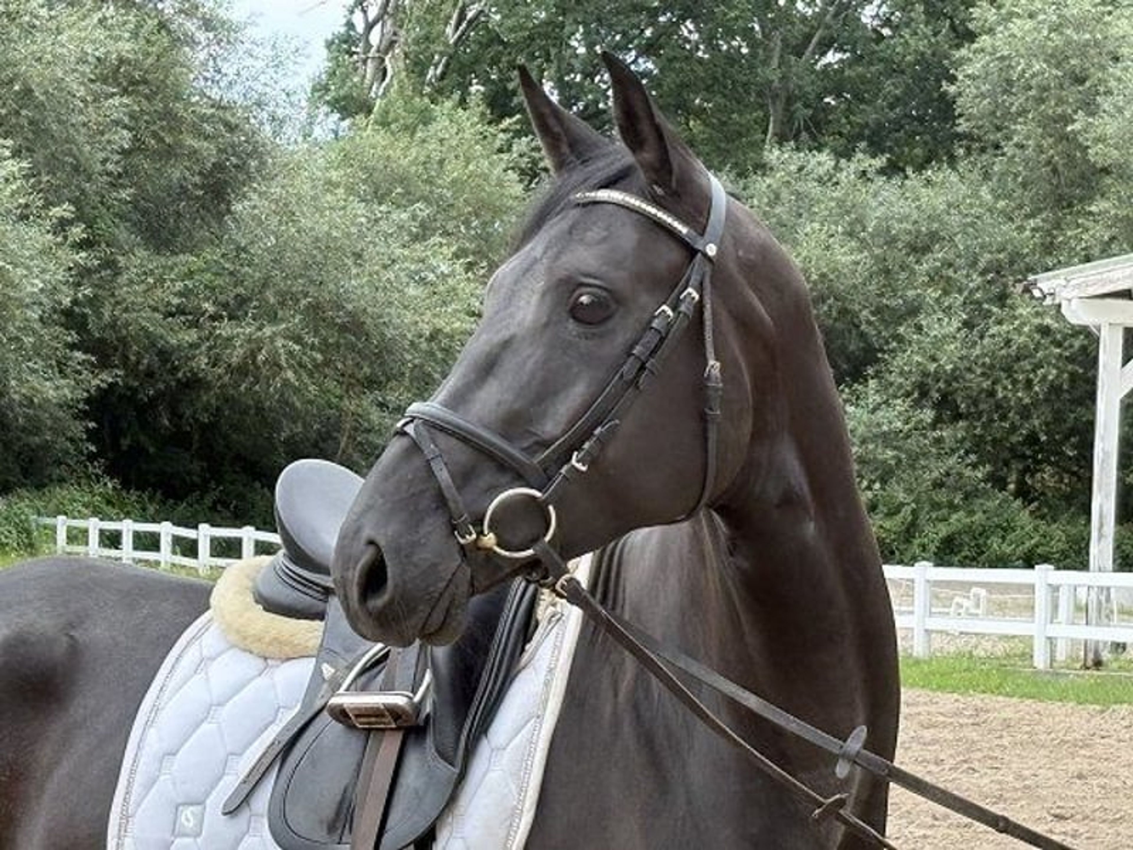 BREEDER SALES DAY on Saturday, 24 October! - Image 2
