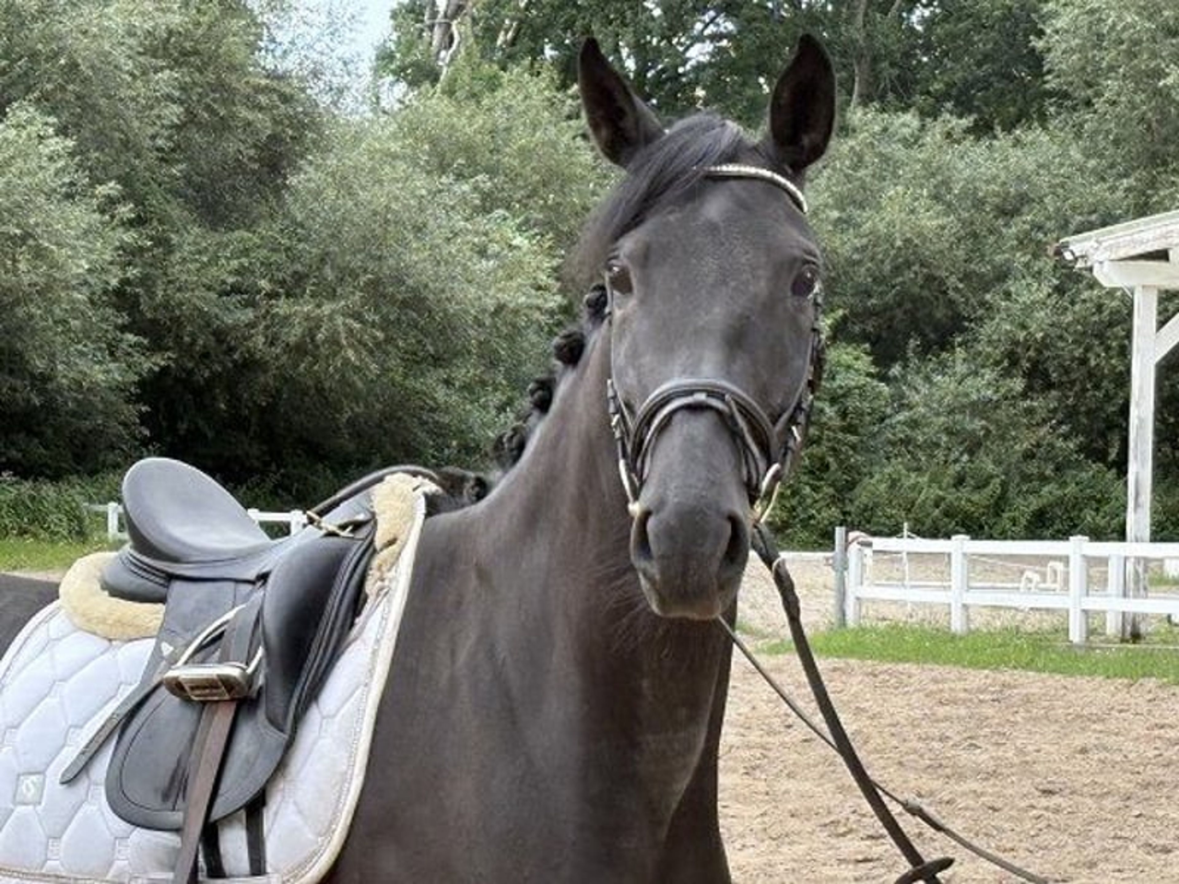 BREEDER SALES DAY on Saturday, 24 October! - Image 3
