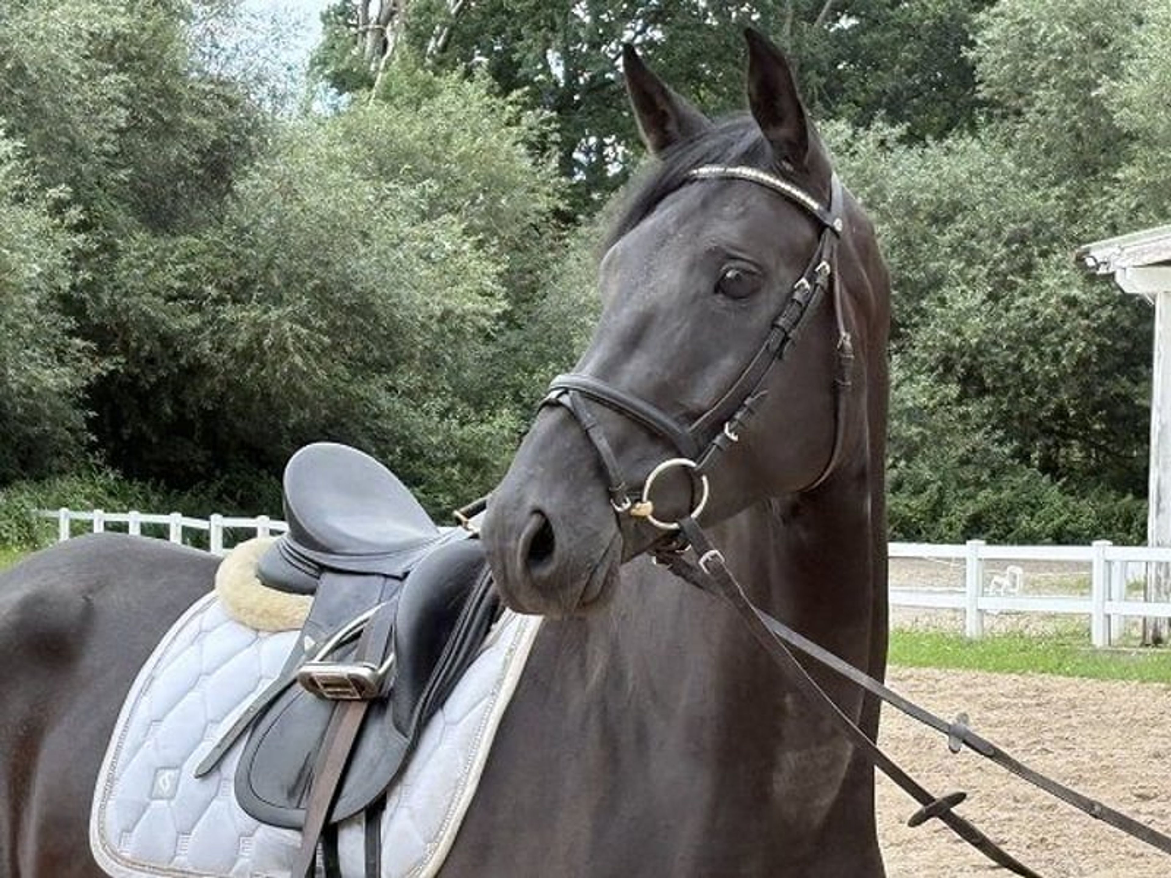 BREEDER SALES DAY on Saturday, 24 October! - Image 4