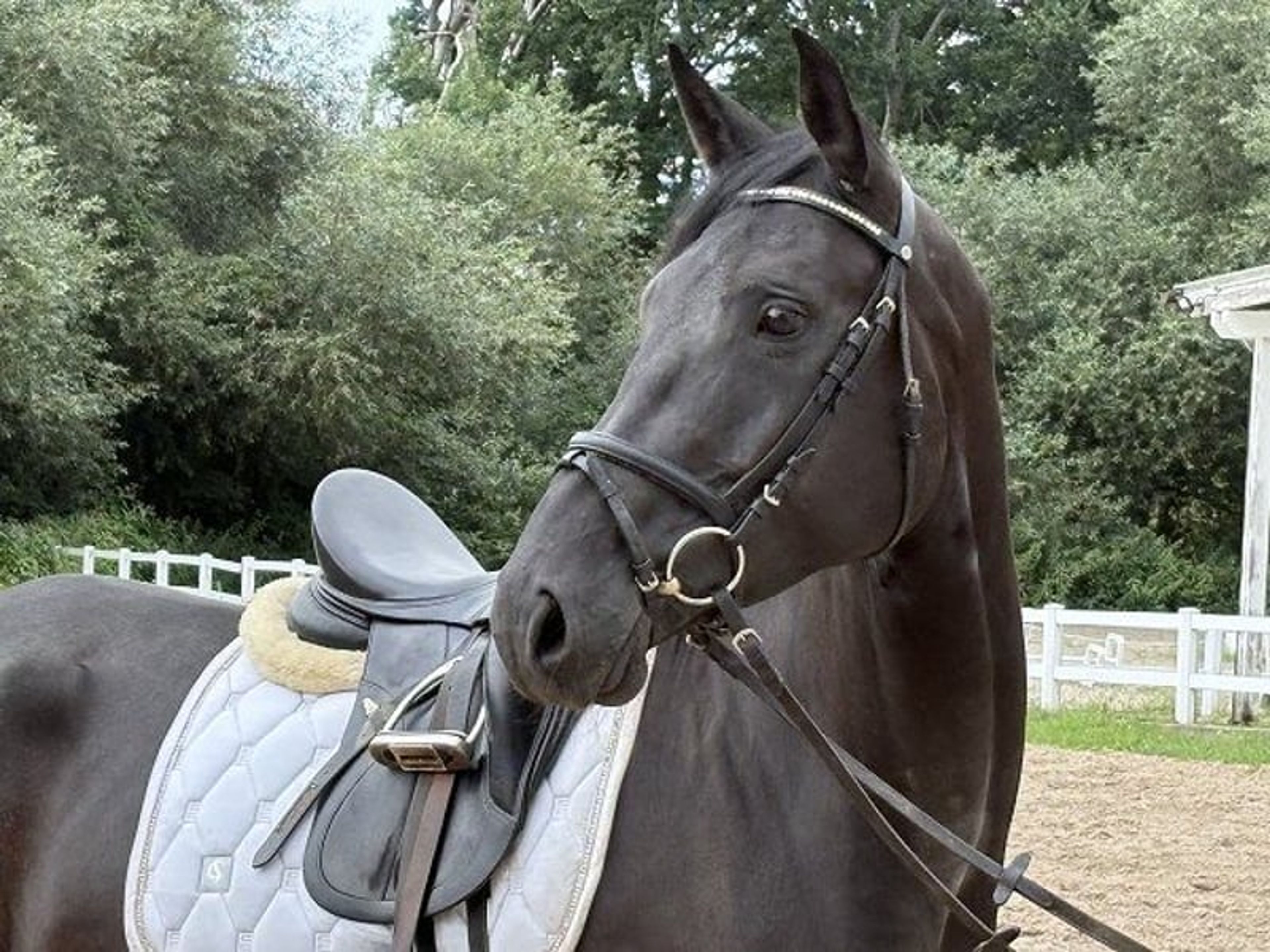 BREEDER SALES DAY on Saturday, 24 October! - Image 5