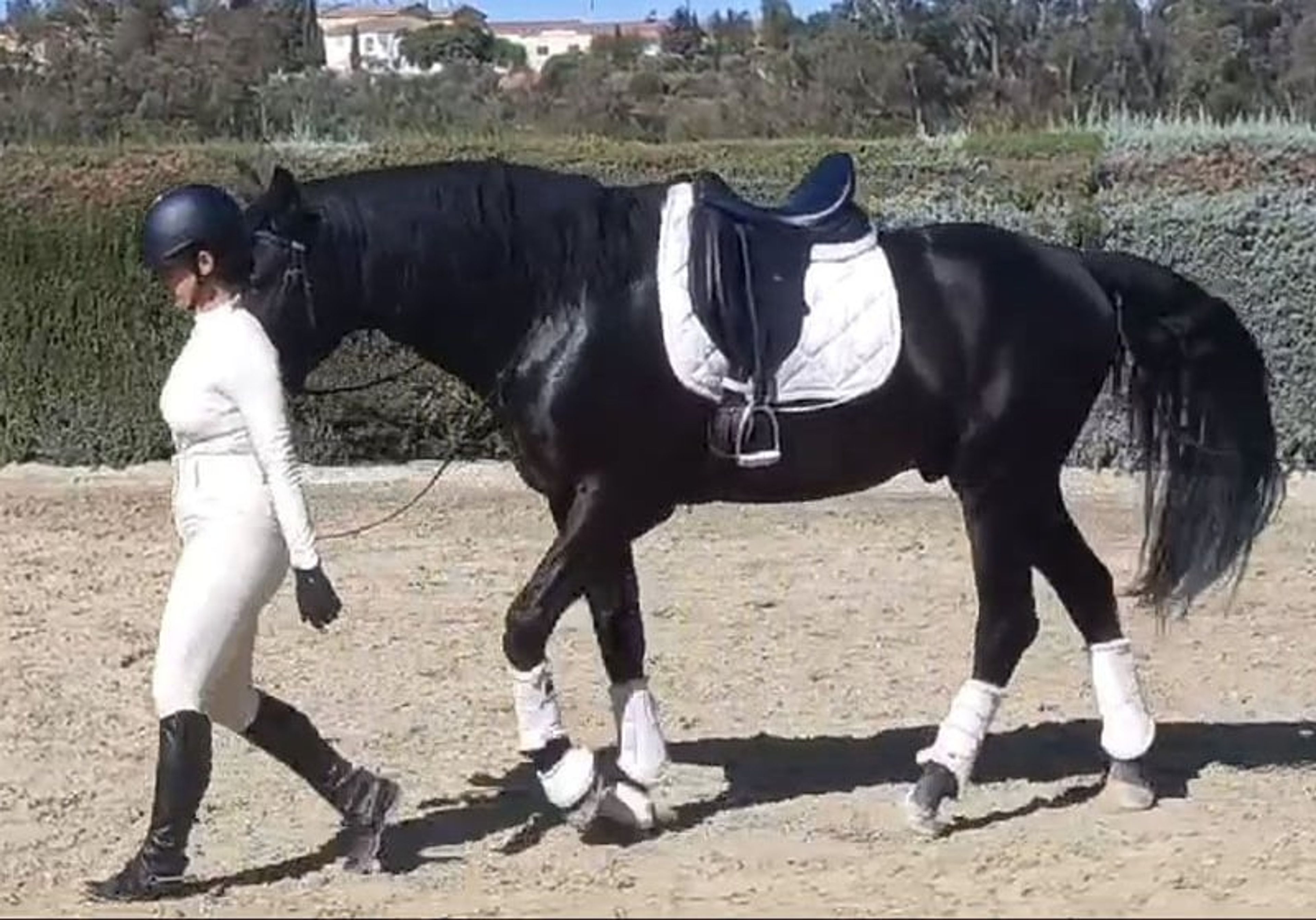 PRE stallion, 7 years old, suitable for dressage, with excellent temperament