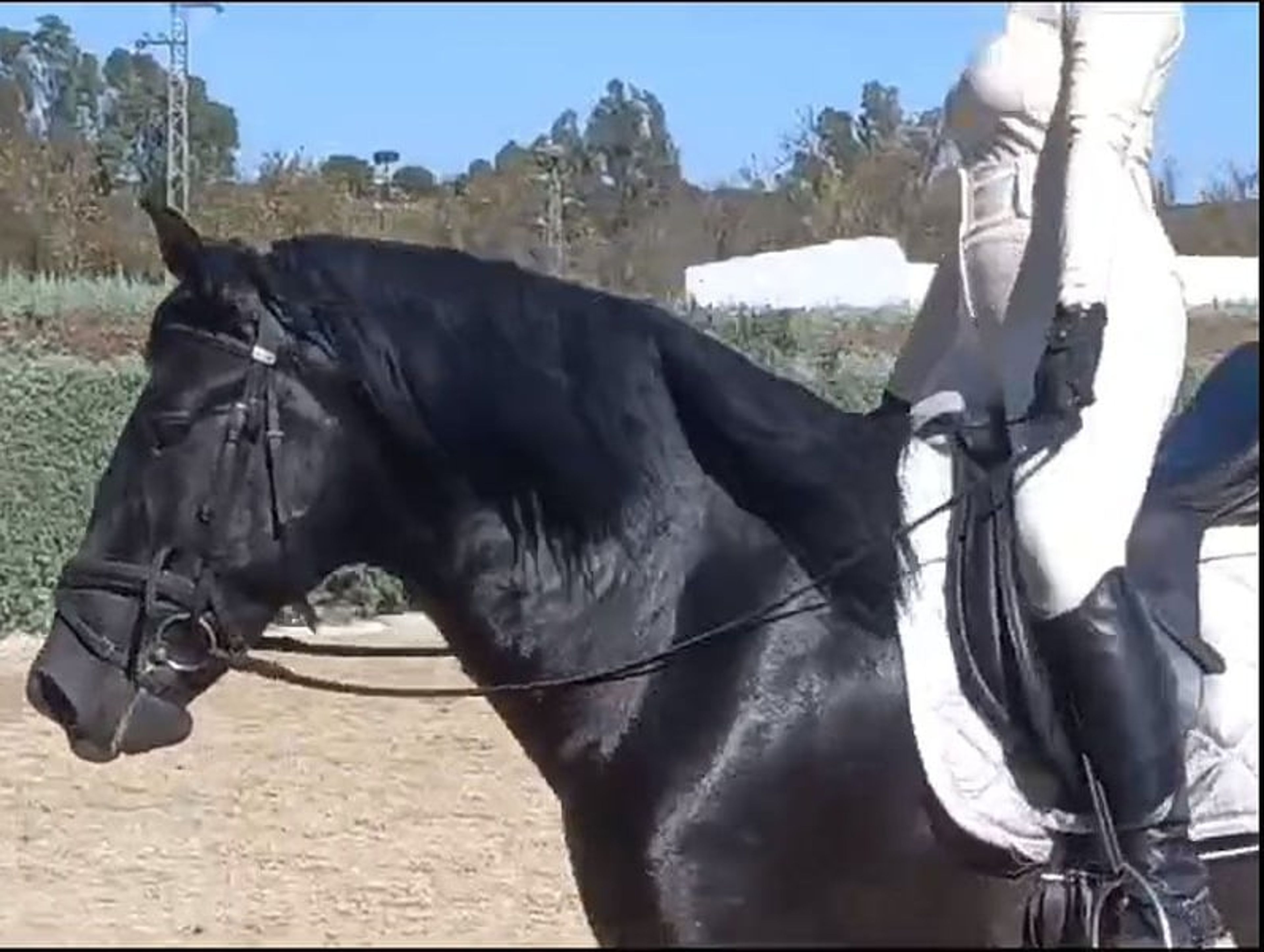 PRE stallion, 7 years old, suitable for dressage, with excellent temperament - Image 2
