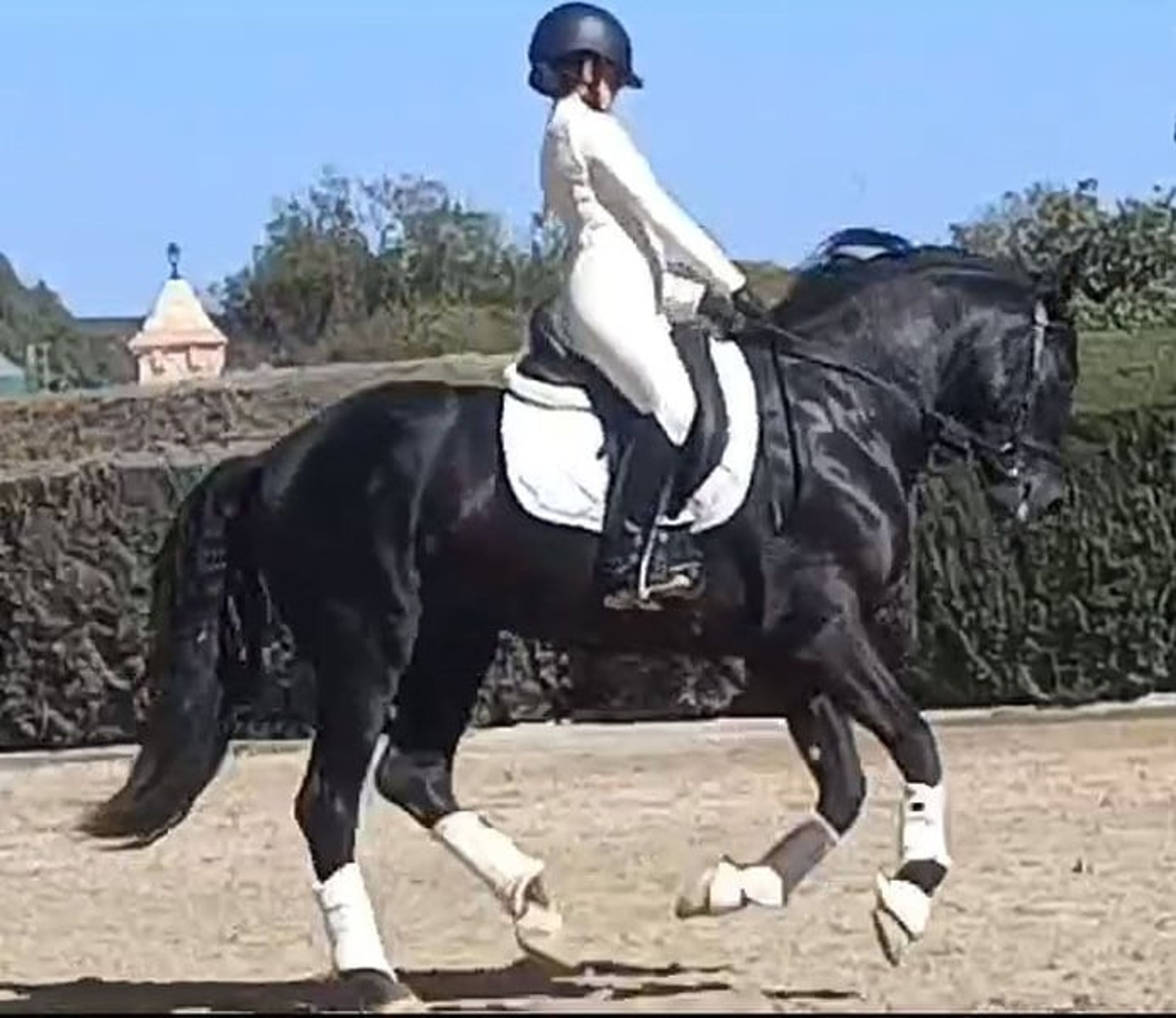 PRE stallion, 7 years old, suitable for dressage, with excellent temperament - Image 3