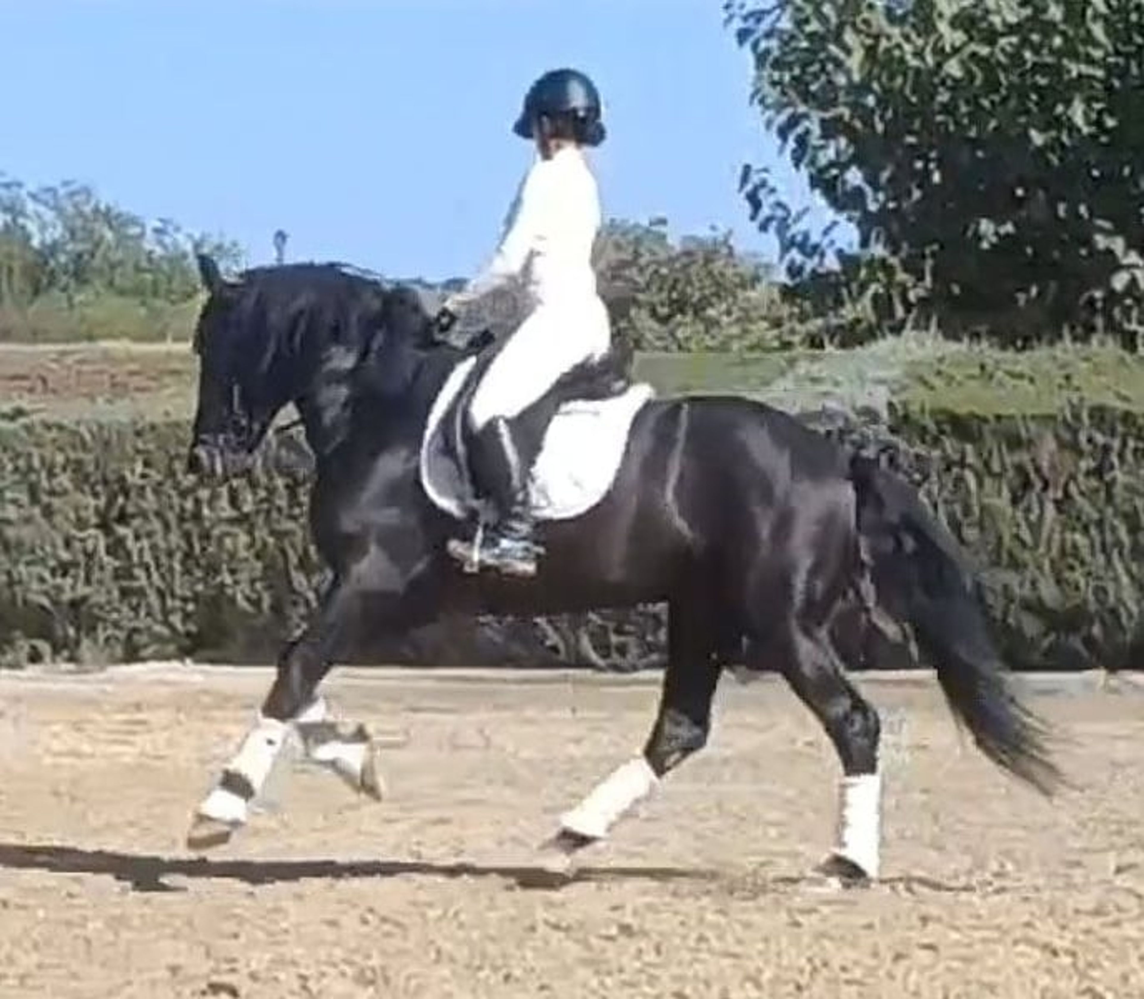 PRE stallion, 7 years old, suitable for dressage, with excellent temperament - Image 4
