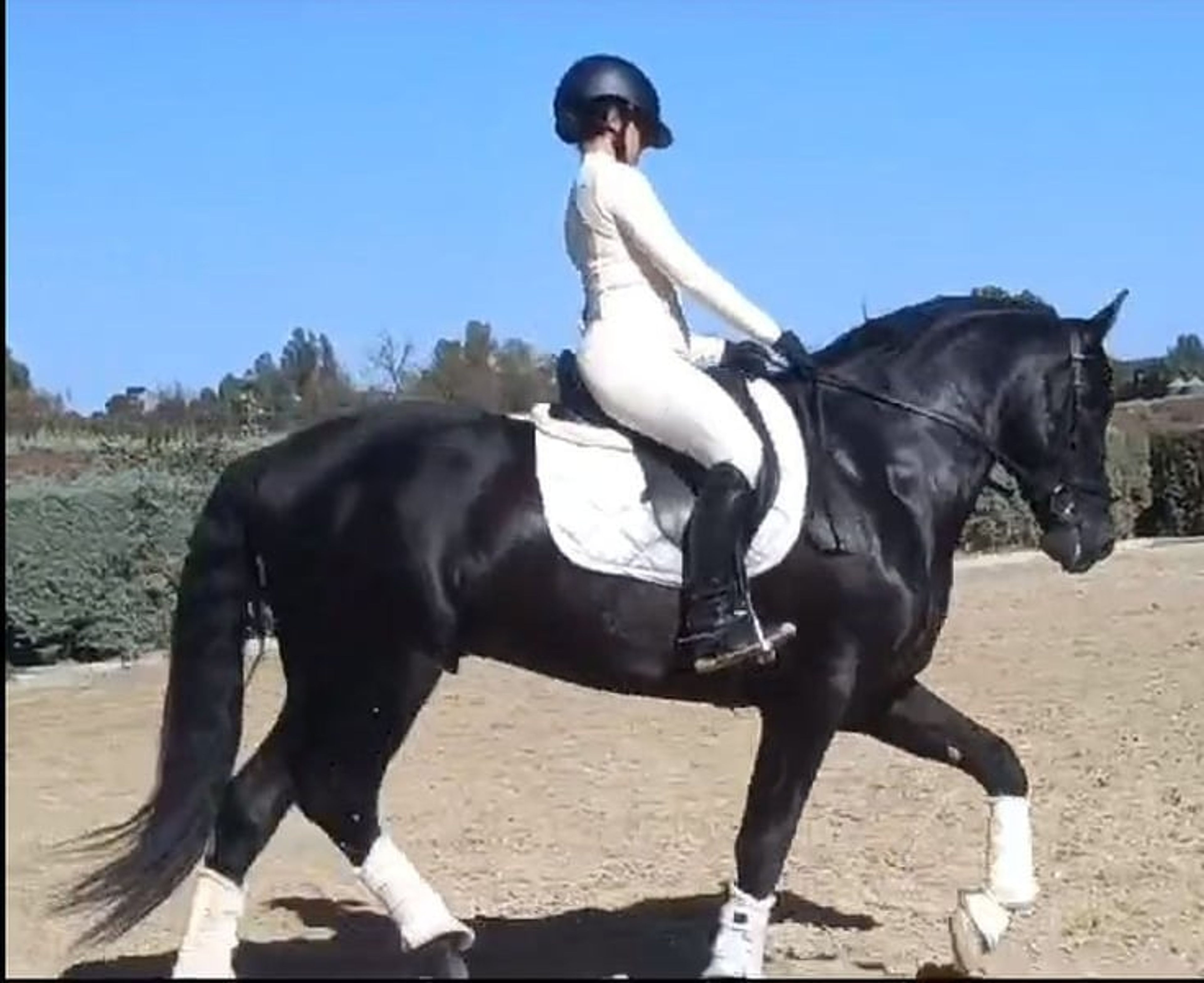 PRE stallion, 7 years old, suitable for dressage, with excellent temperament - Image 5