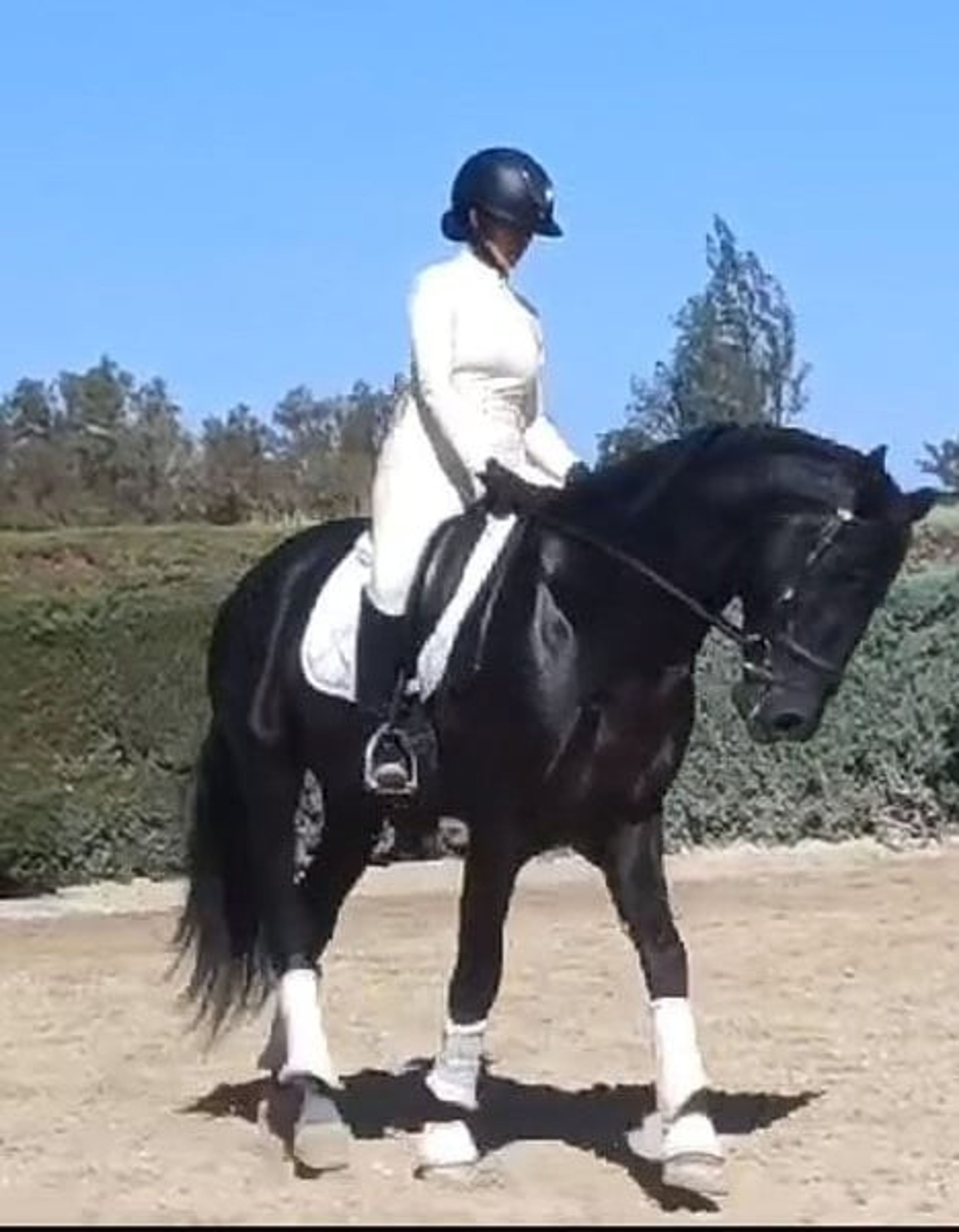 PRE stallion, 7 years old, suitable for dressage, with excellent temperament - Image 6