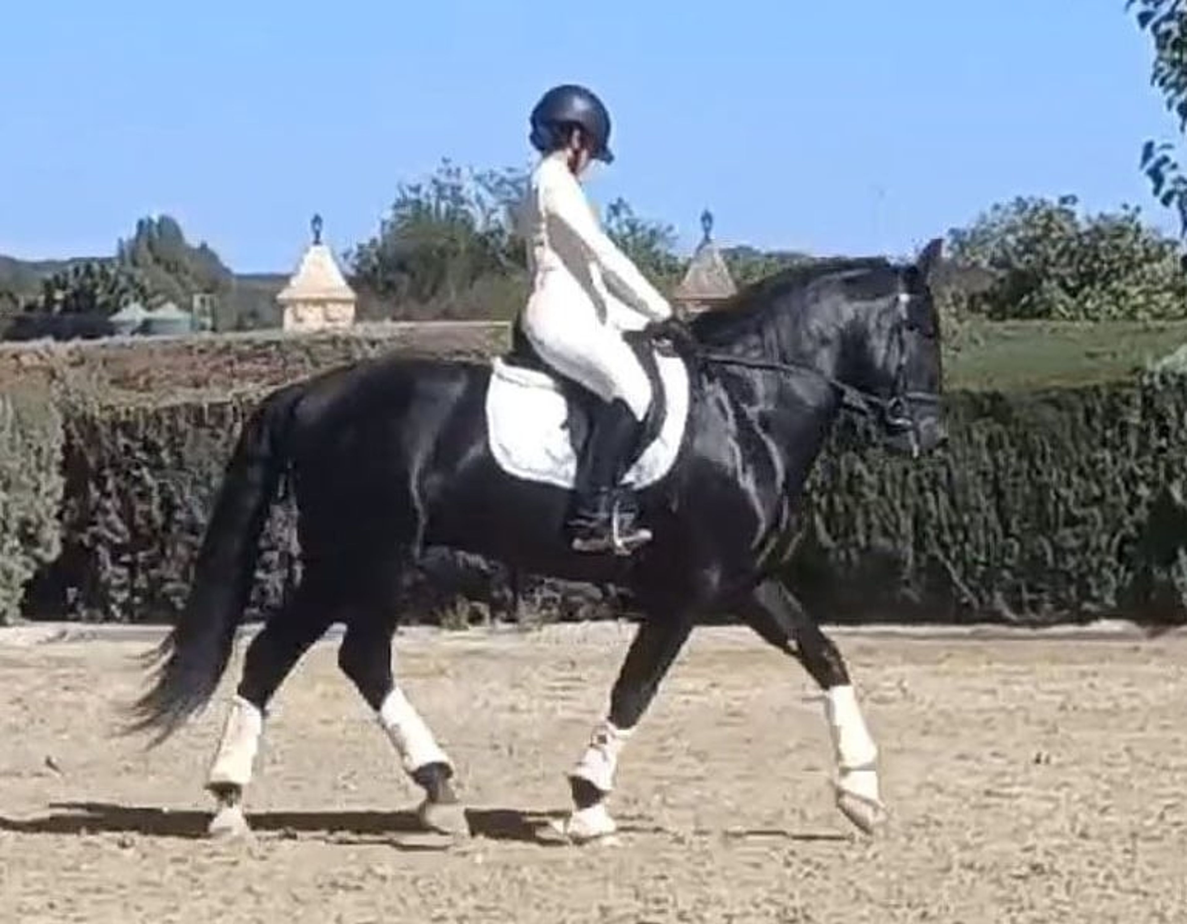 PRE stallion, 7 years old, suitable for dressage, with excellent temperament - Image 7