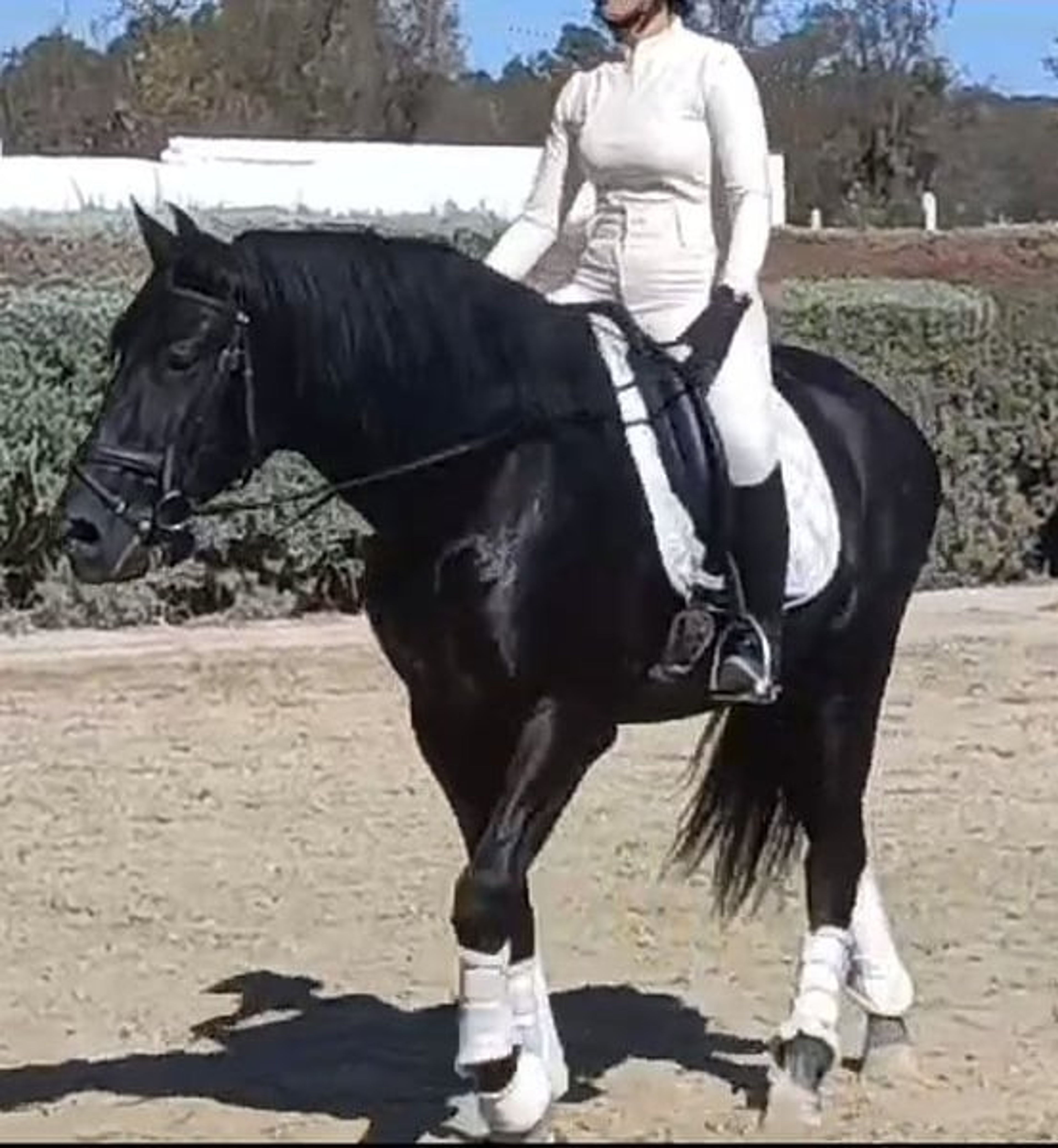 PRE stallion, 7 years old, suitable for dressage, with excellent temperament - Image 8