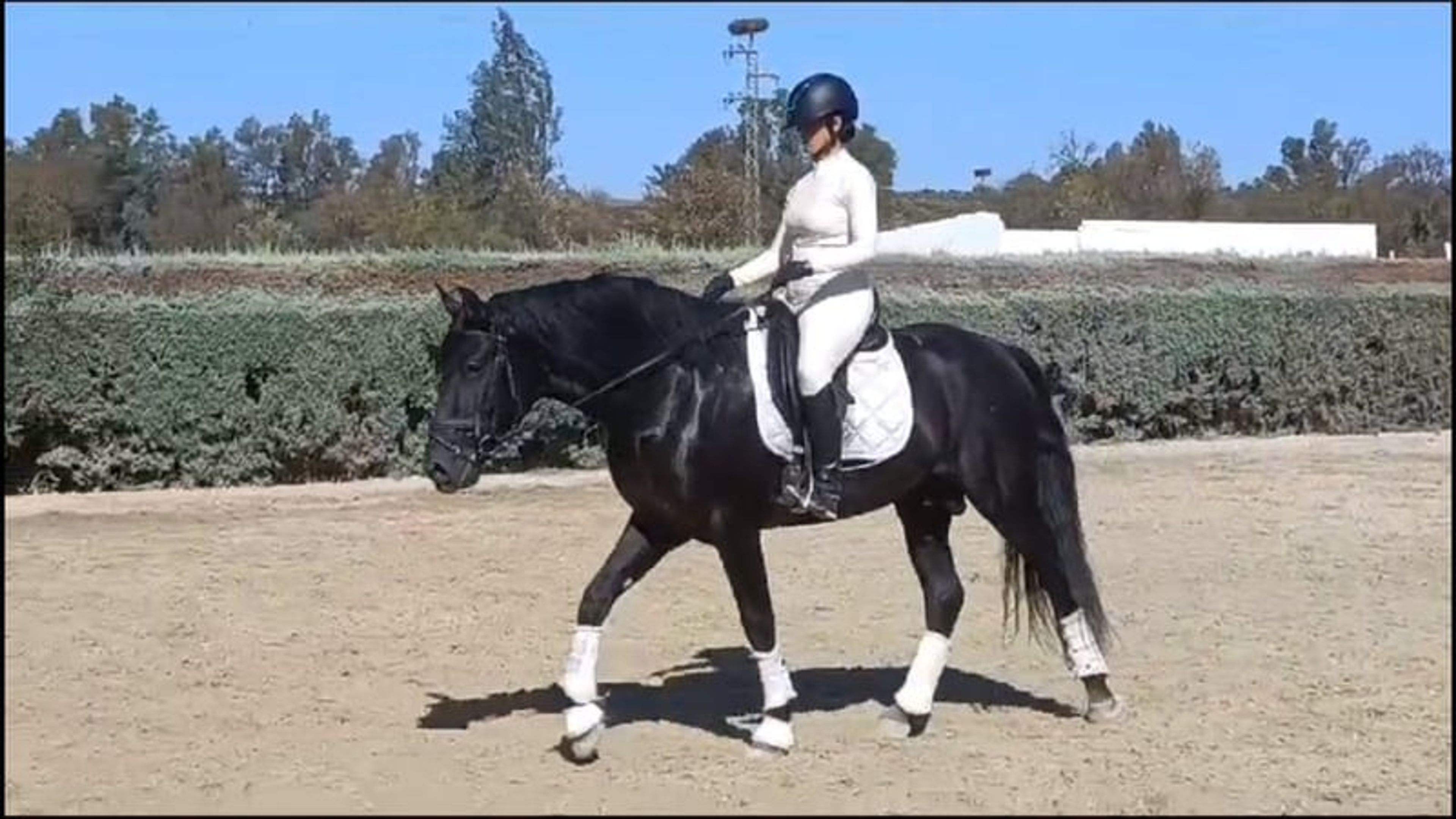 PRE stallion, 7 years old, suitable for dressage, with excellent temperament - Image 9