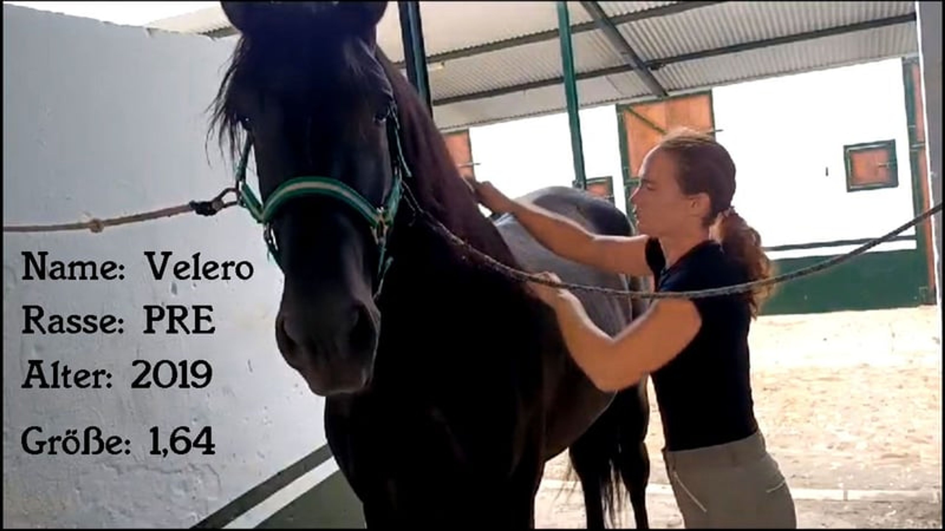 PRE stallion, 7 years old, suitable for dressage, with excellent temperament - Image 10