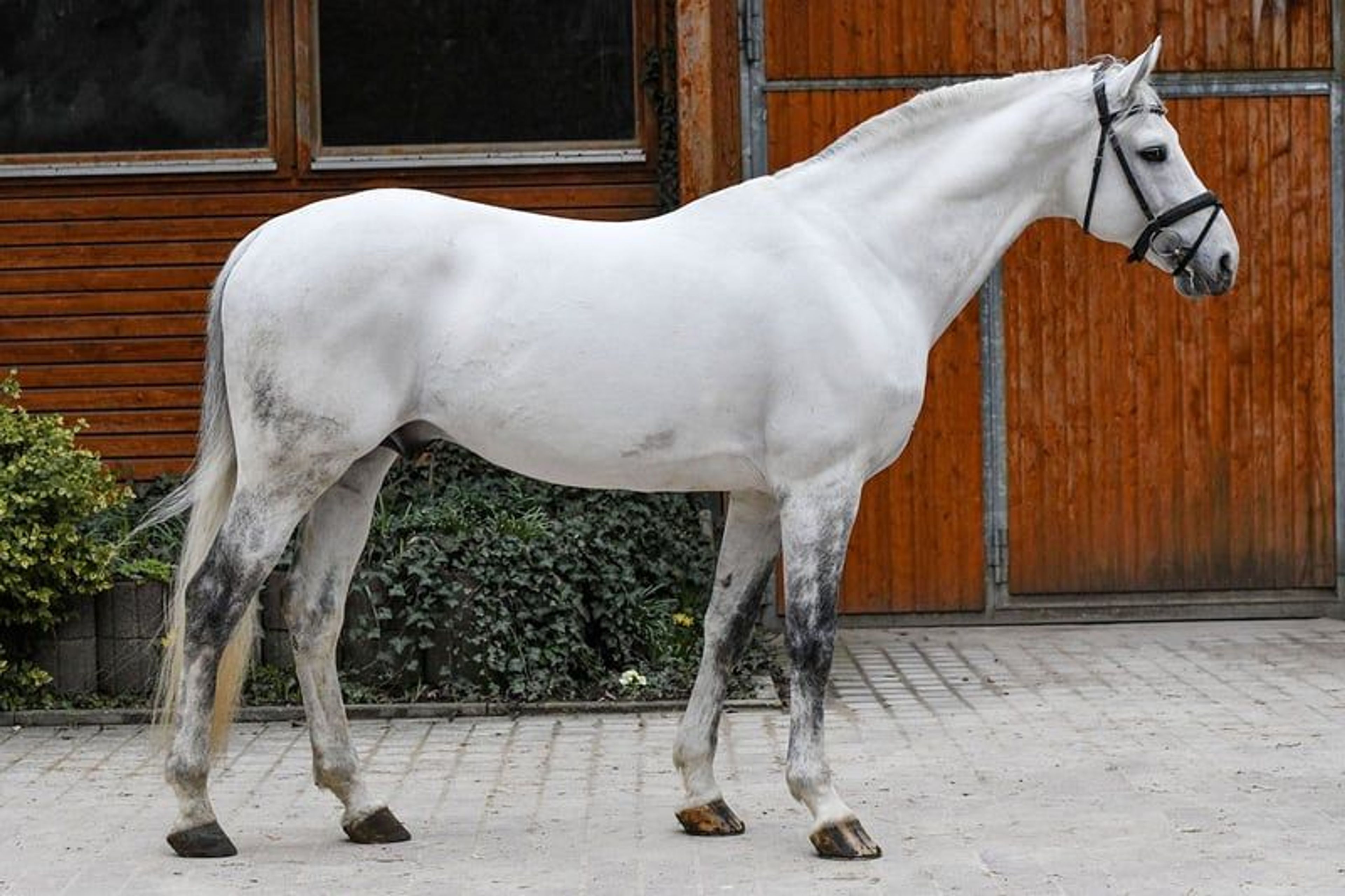 Licensed son of Cornet Obolensky - Image 4