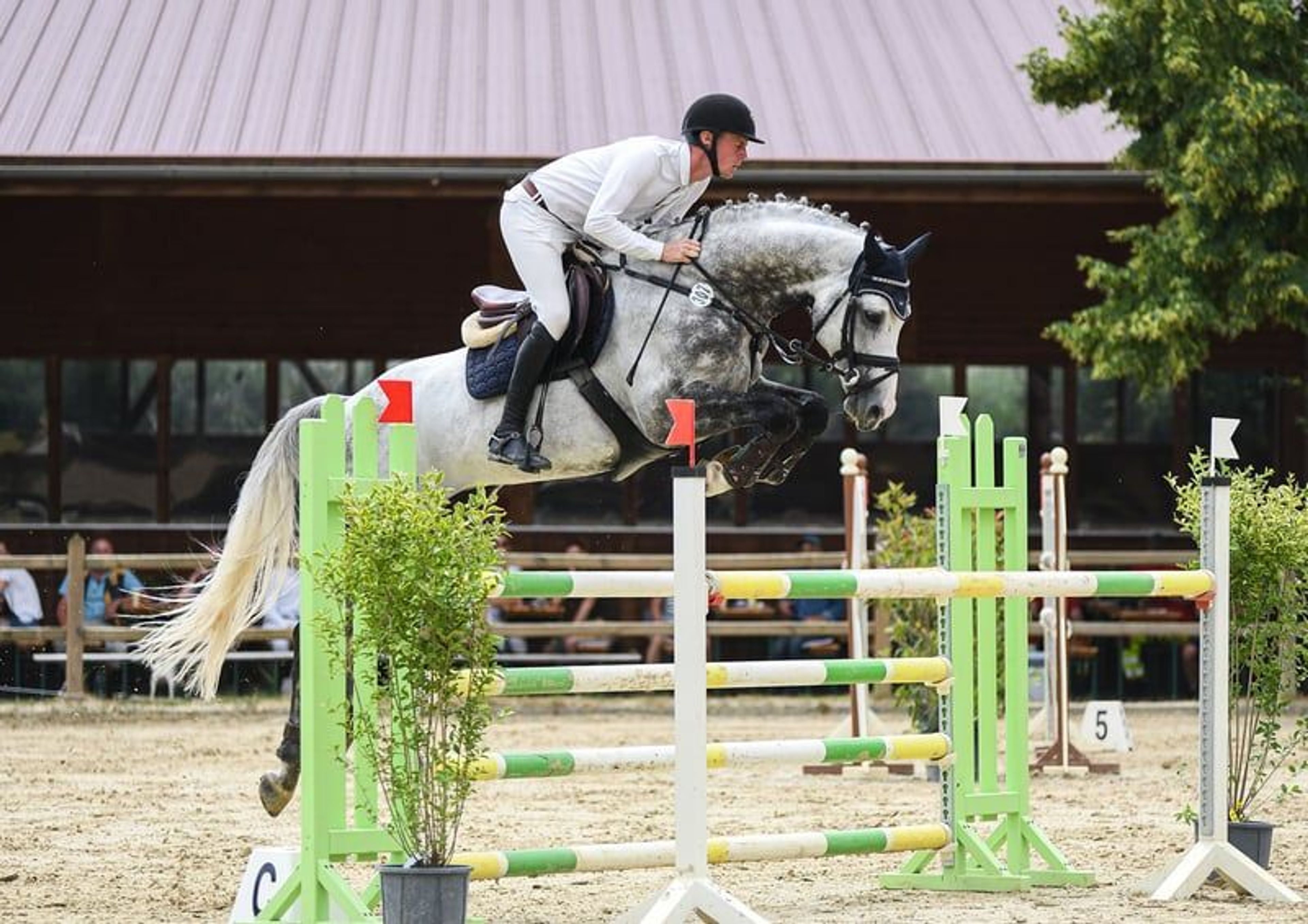 Licensed son of Cornet Obolensky - Image 7