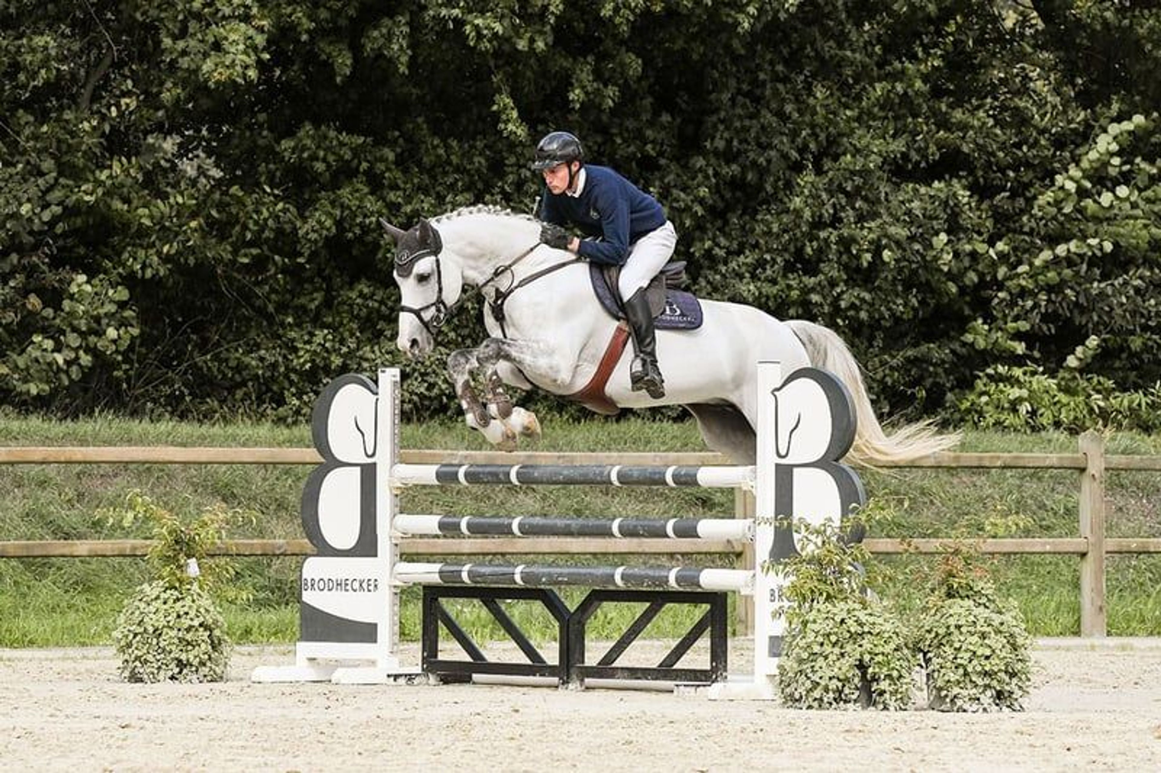 Licensed son of Cornet Obolensky - Image 8
