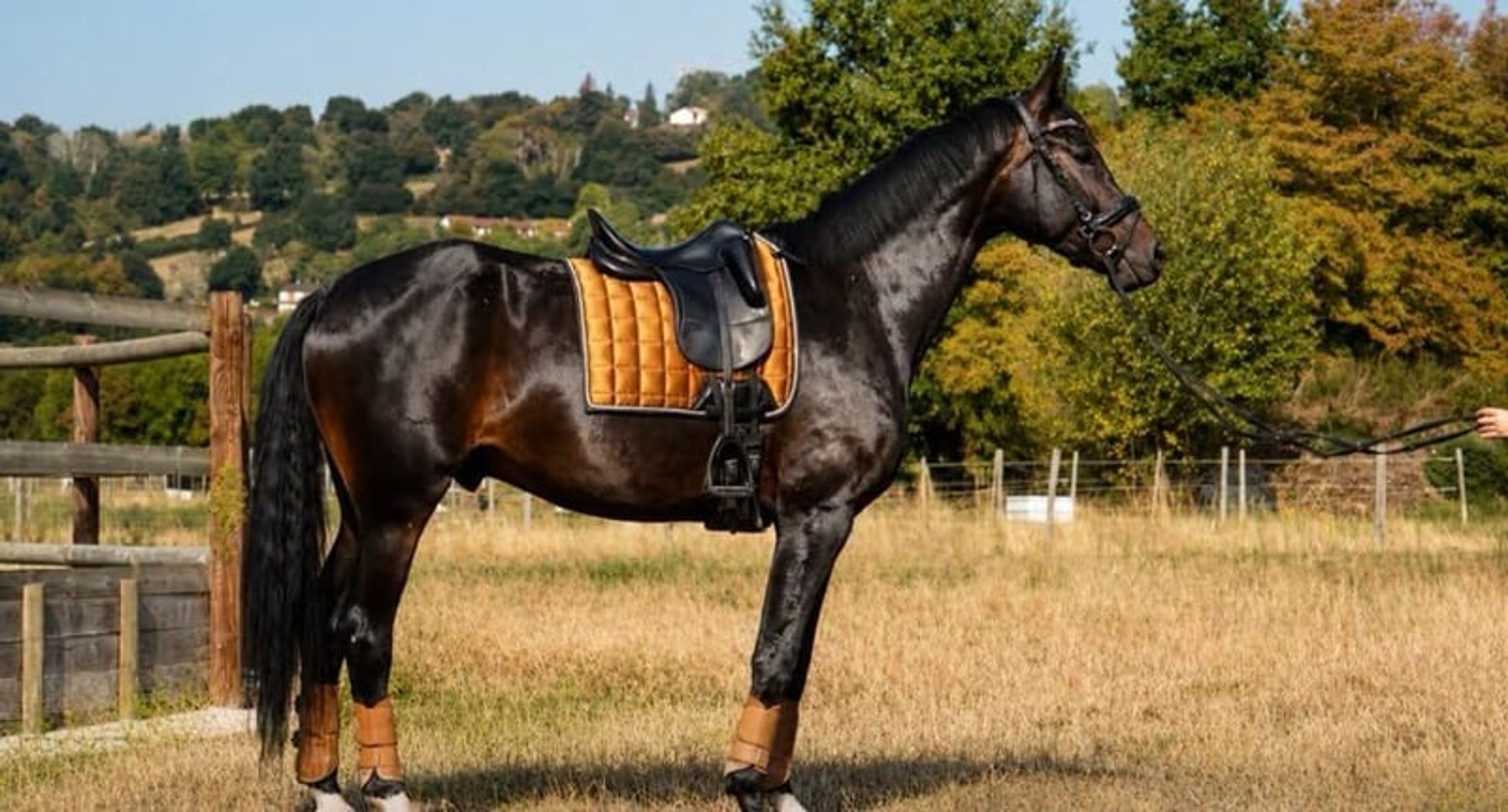 Gelding – Selle Français – 6 years old – Dressage – France