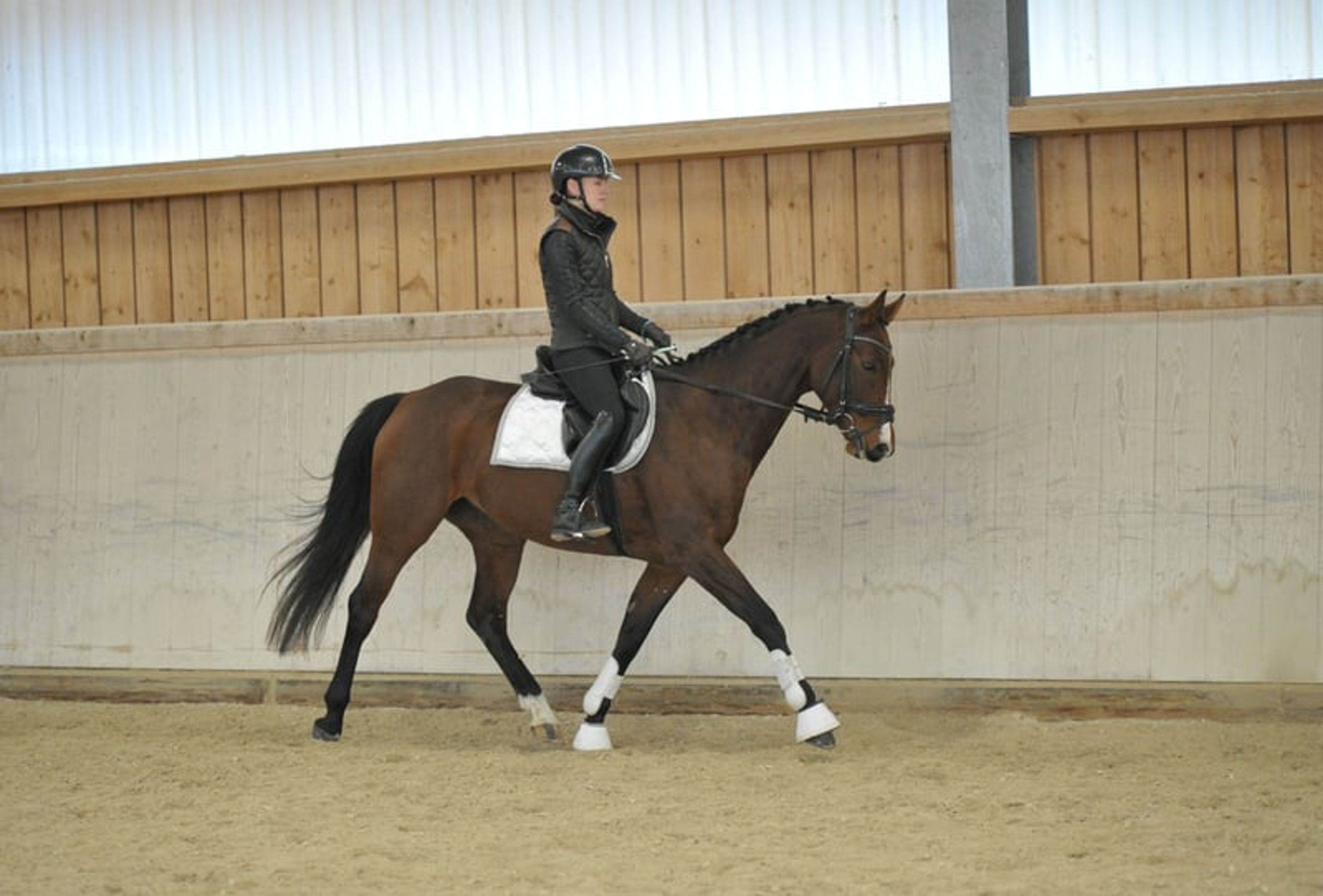 Enchanting mare with a talent for jumping - Image 1