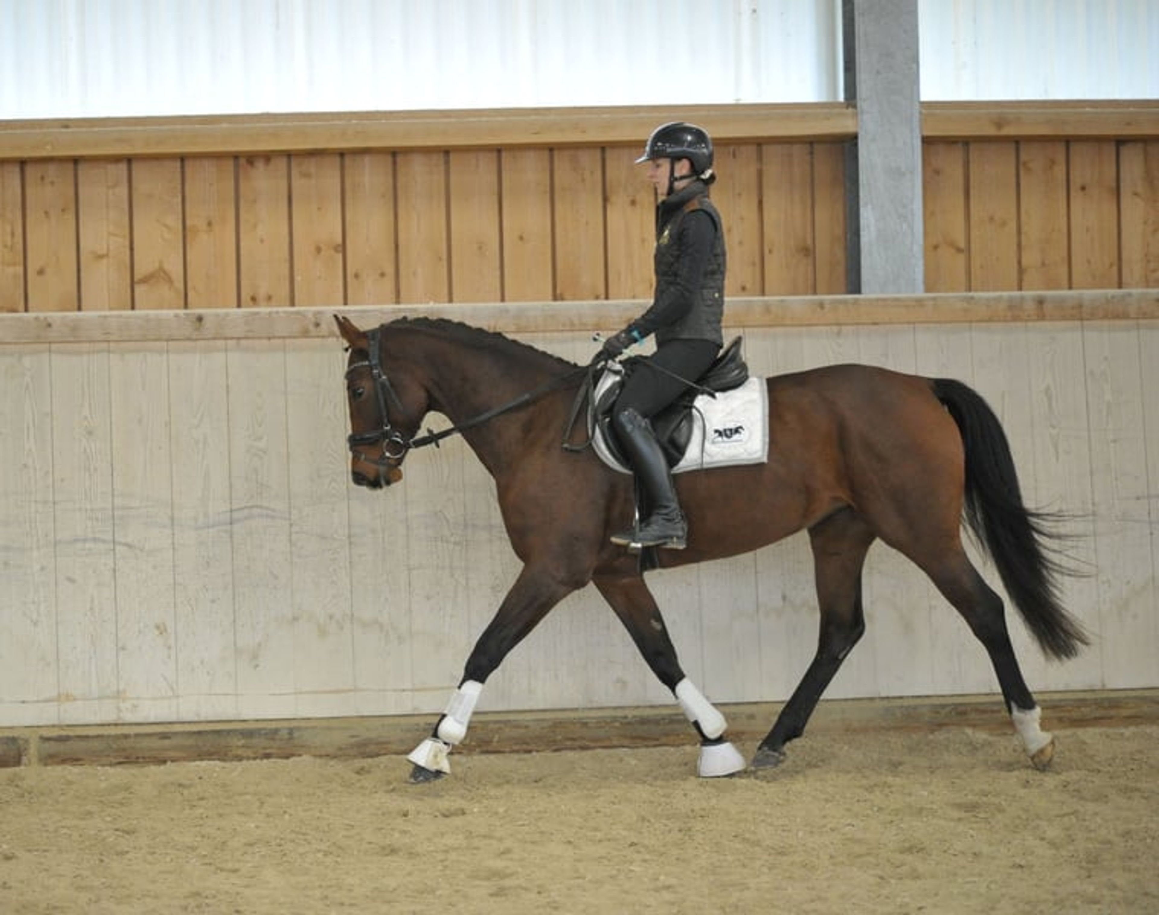 Enchanting mare with a talent for jumping - Image 2