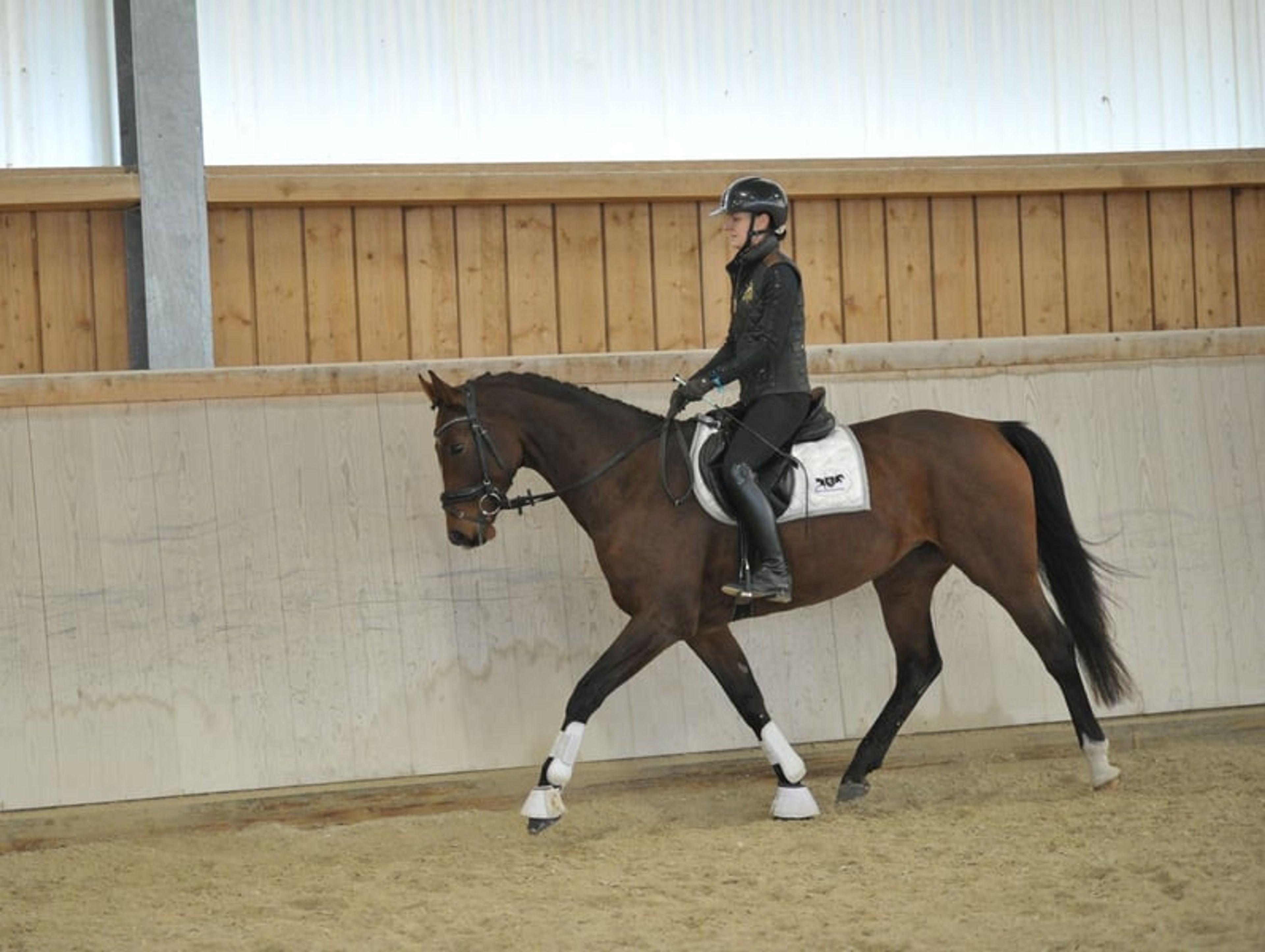 Enchanting mare with a talent for jumping - Image 3